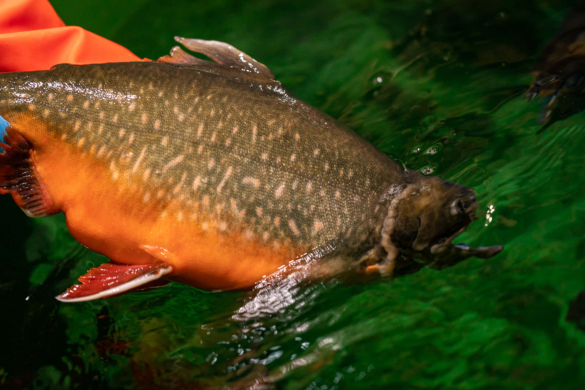 Arctic Char, orange belly, red fins, Full HD Desktop Wallpaper