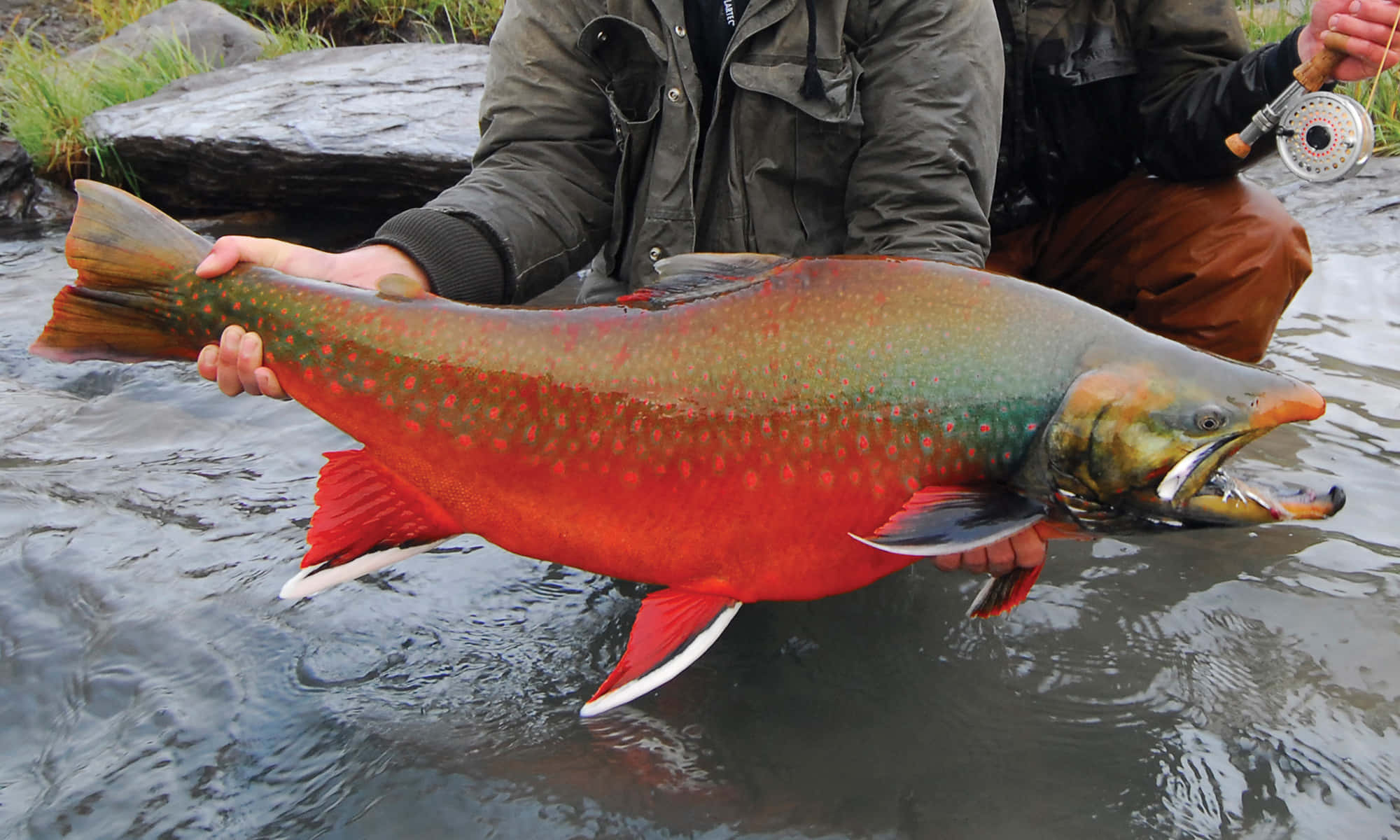 Arctic Char, angler, rushing river, Full HD Desktop Wallpaper