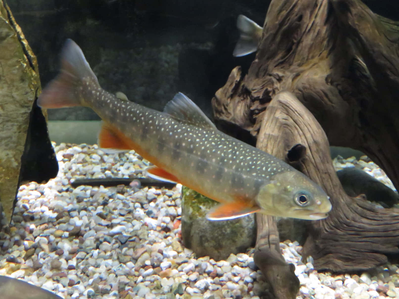 Arctic Char, aquarium, gravel, HD Desktop Wallpaper