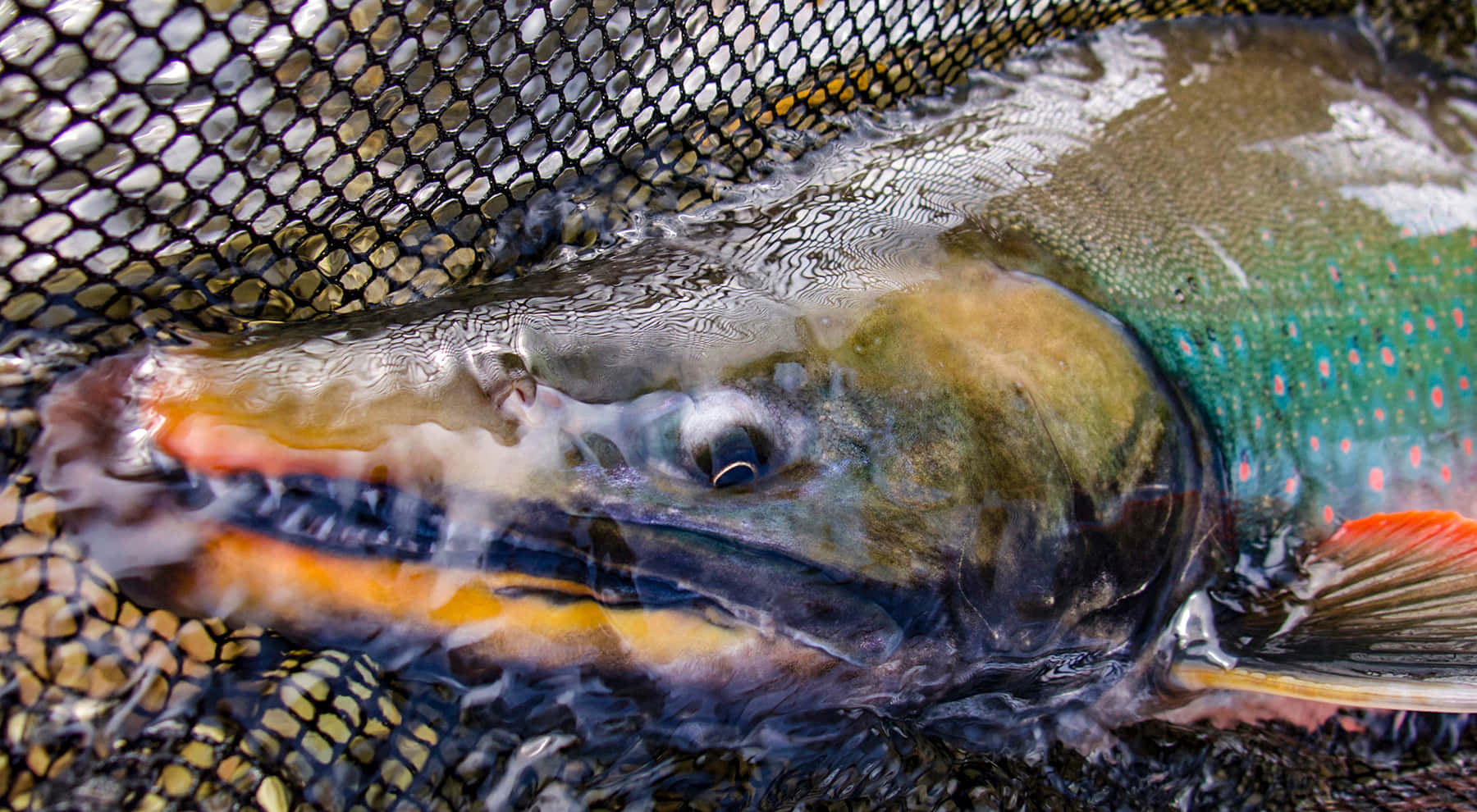 Arctic Char, black mesh net, ripling water, HD Desktop Wallpaper