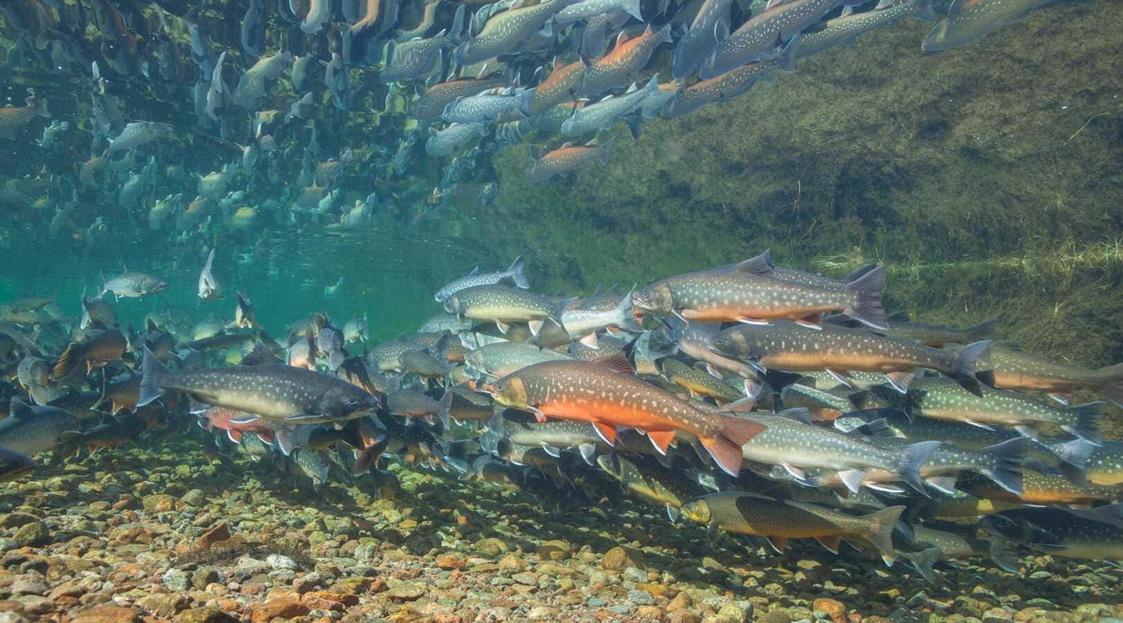 Arctic Char, school of salmon, clear water, HD Desktop Wallpaper