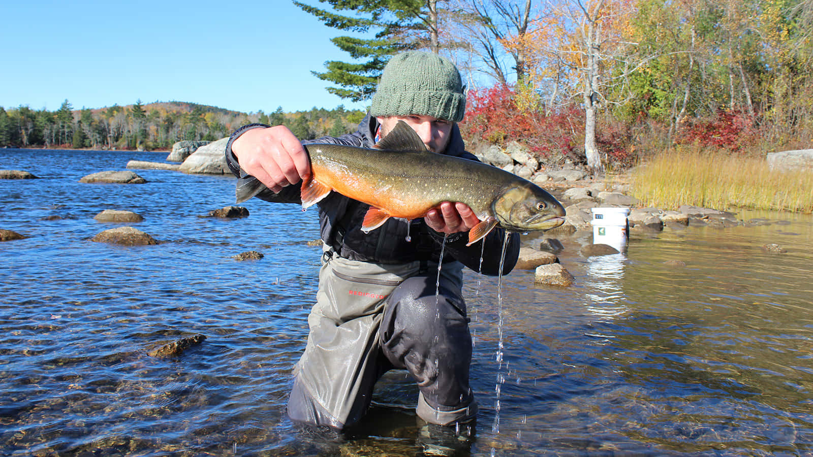 Arctic Char, brook trout, autumn trees, HD Desktop Wallpaper