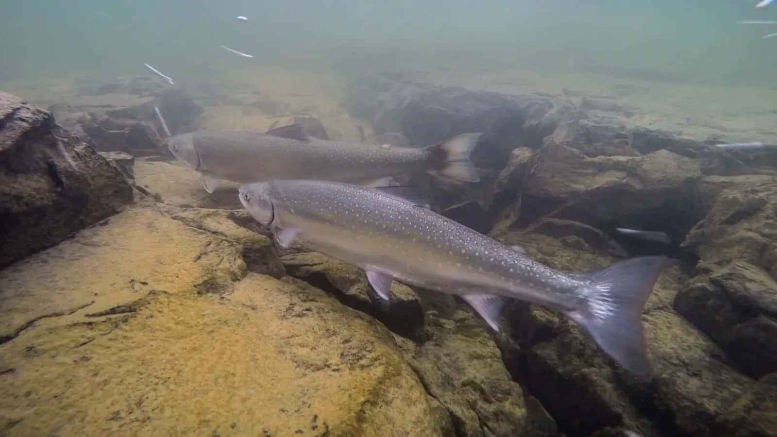 Arctic Char, underwater scene, silver trout, HD Desktop Wallpaper