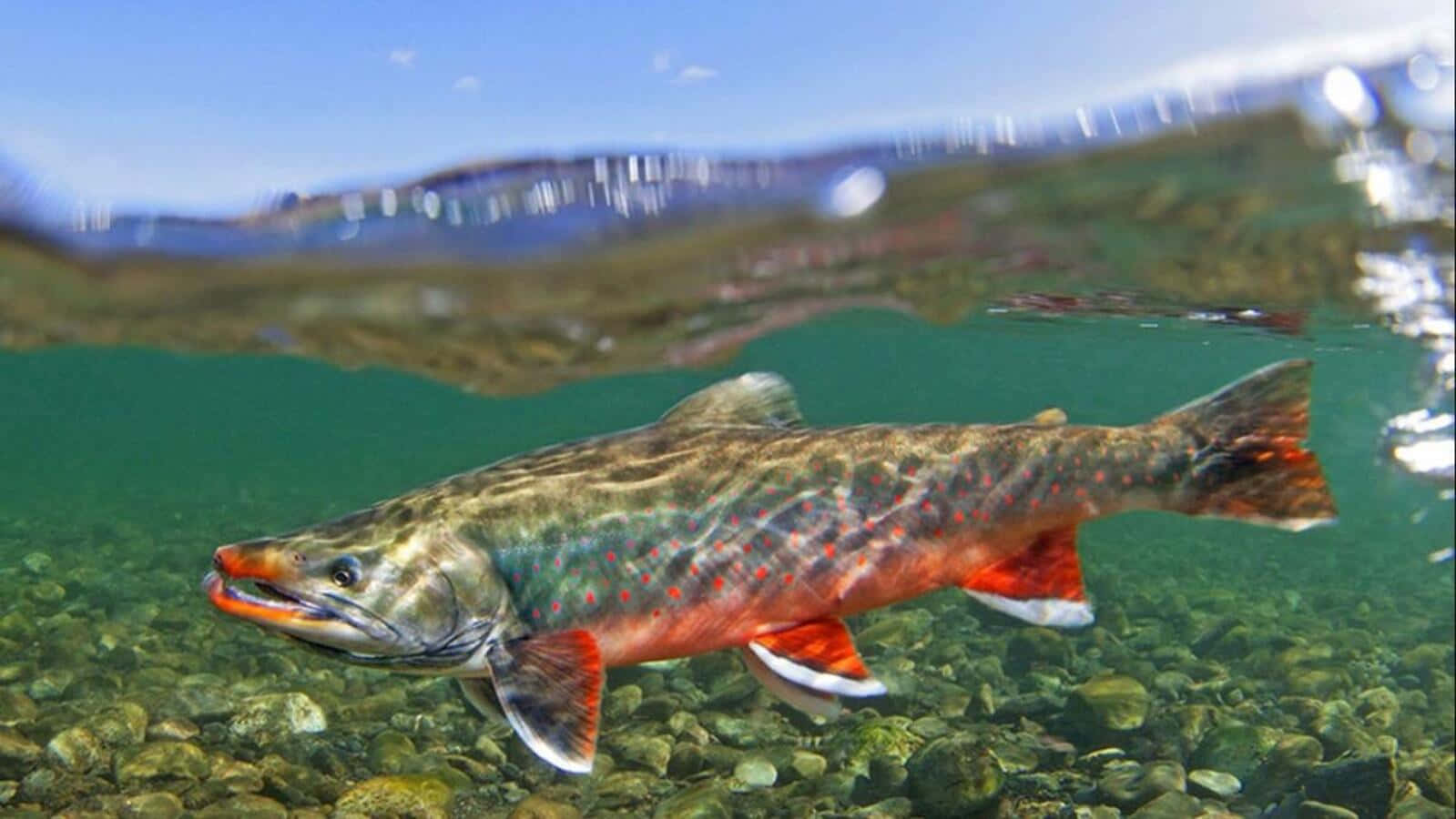 Arctic Char, turquoise water, pebble riverbed, HD Desktop Wallpaper