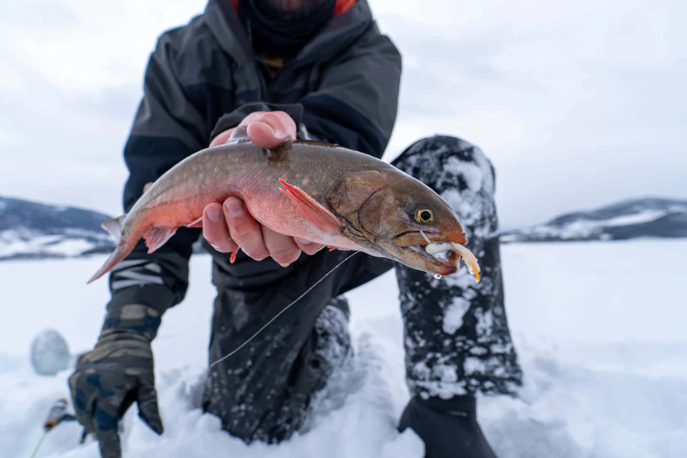 Arctic Char, snowy ice, frozen lake, HD Desktop Wallpaper