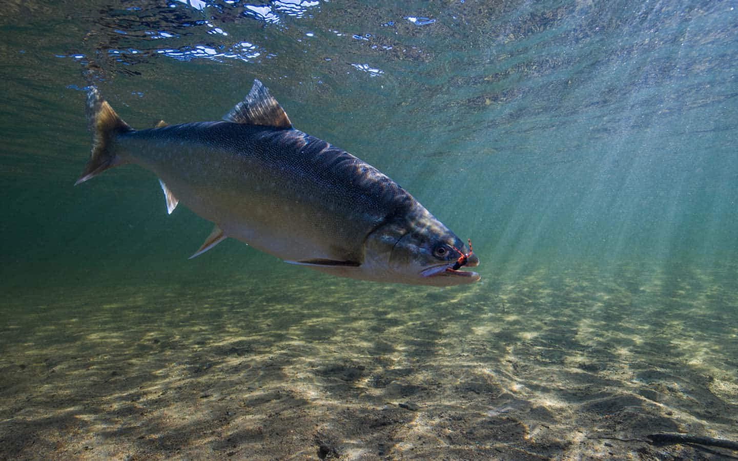 Arctic Char, silver salmon, red lure, HD Desktop Wallpaper