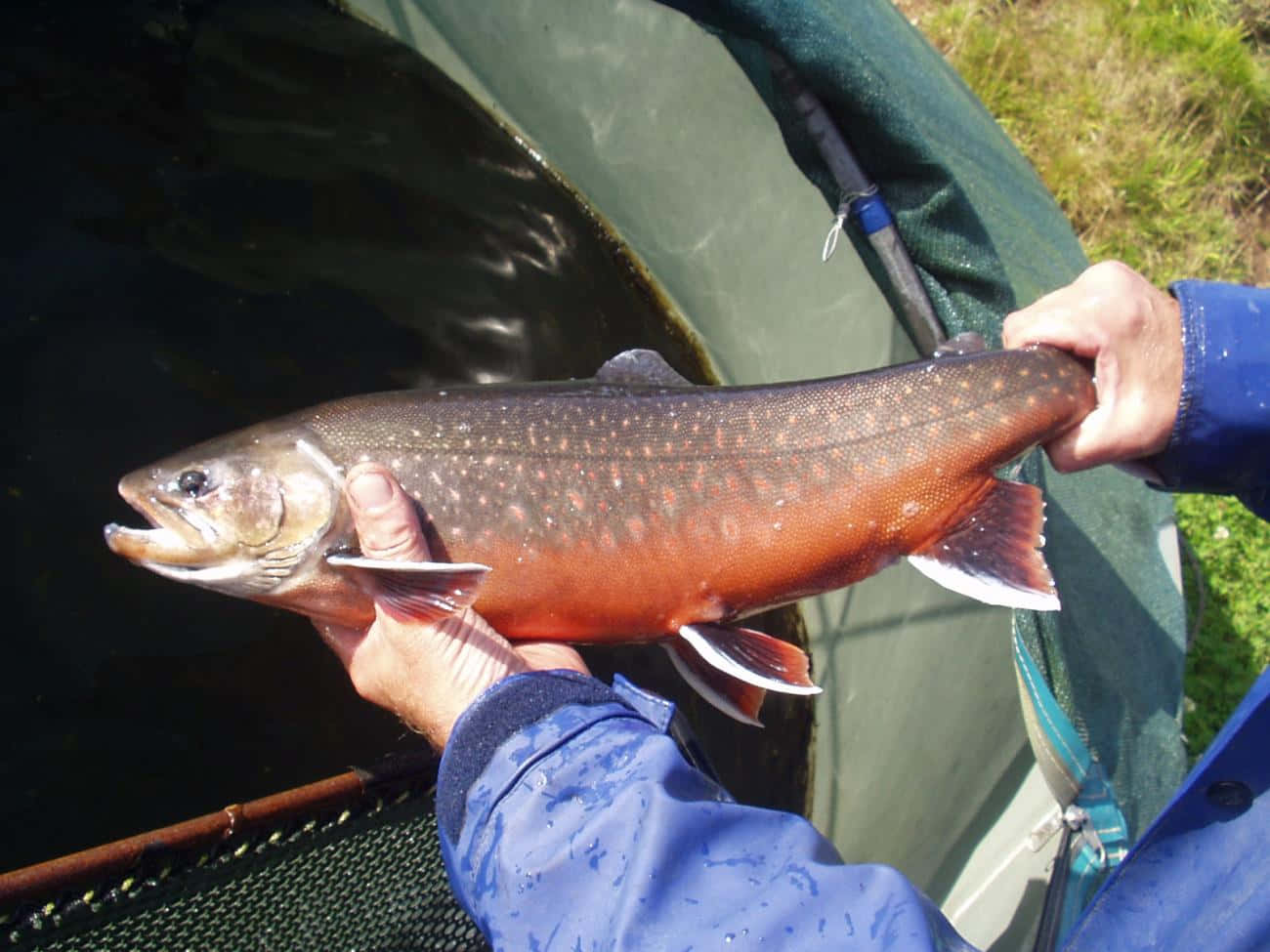 Arctic Char, vibrant red spotted salmon, white fins, HD Desktop Wallpaper