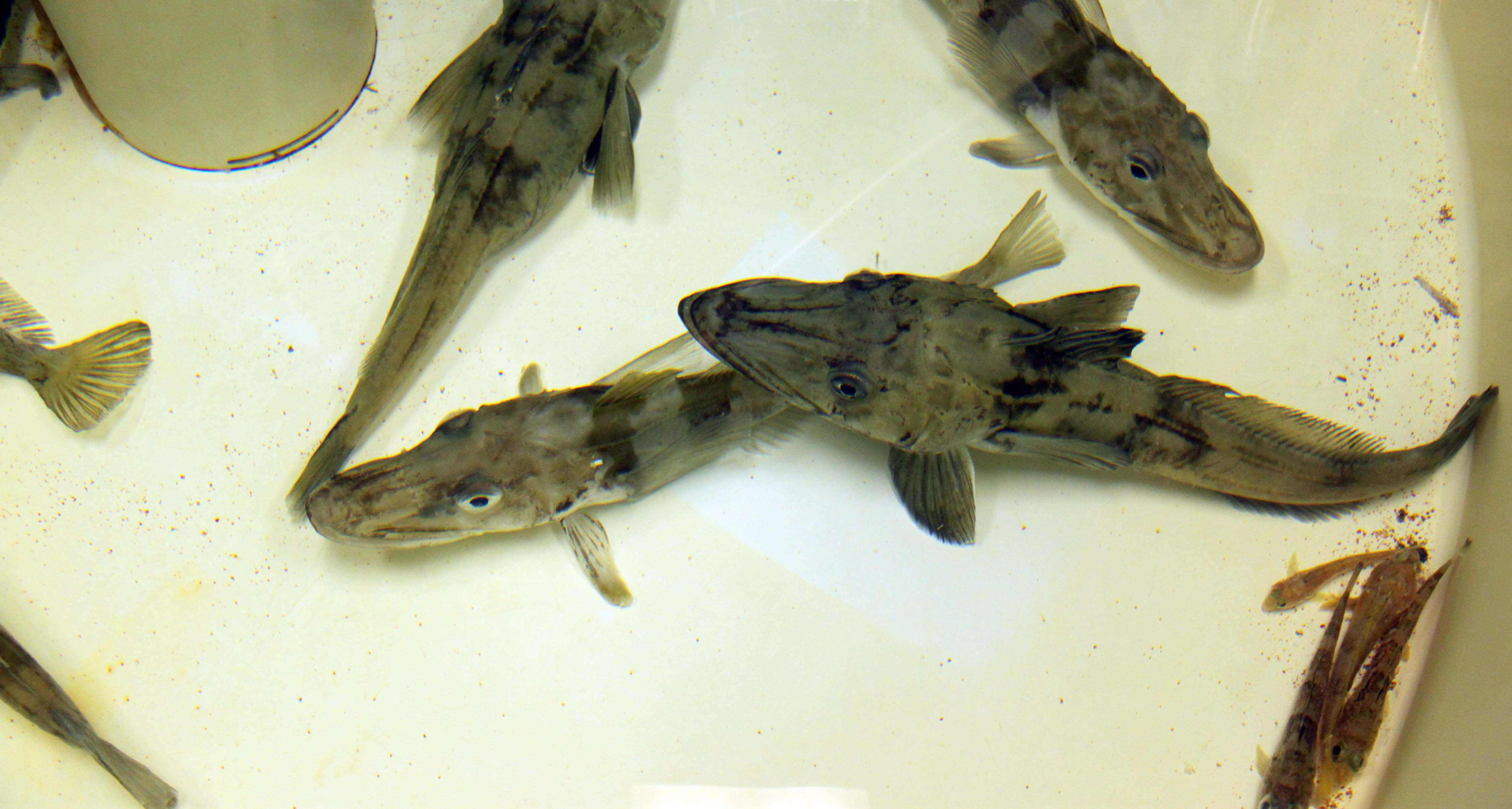 Arctic Cod, icefish, gray fish, 4K Desktop Wallpaper