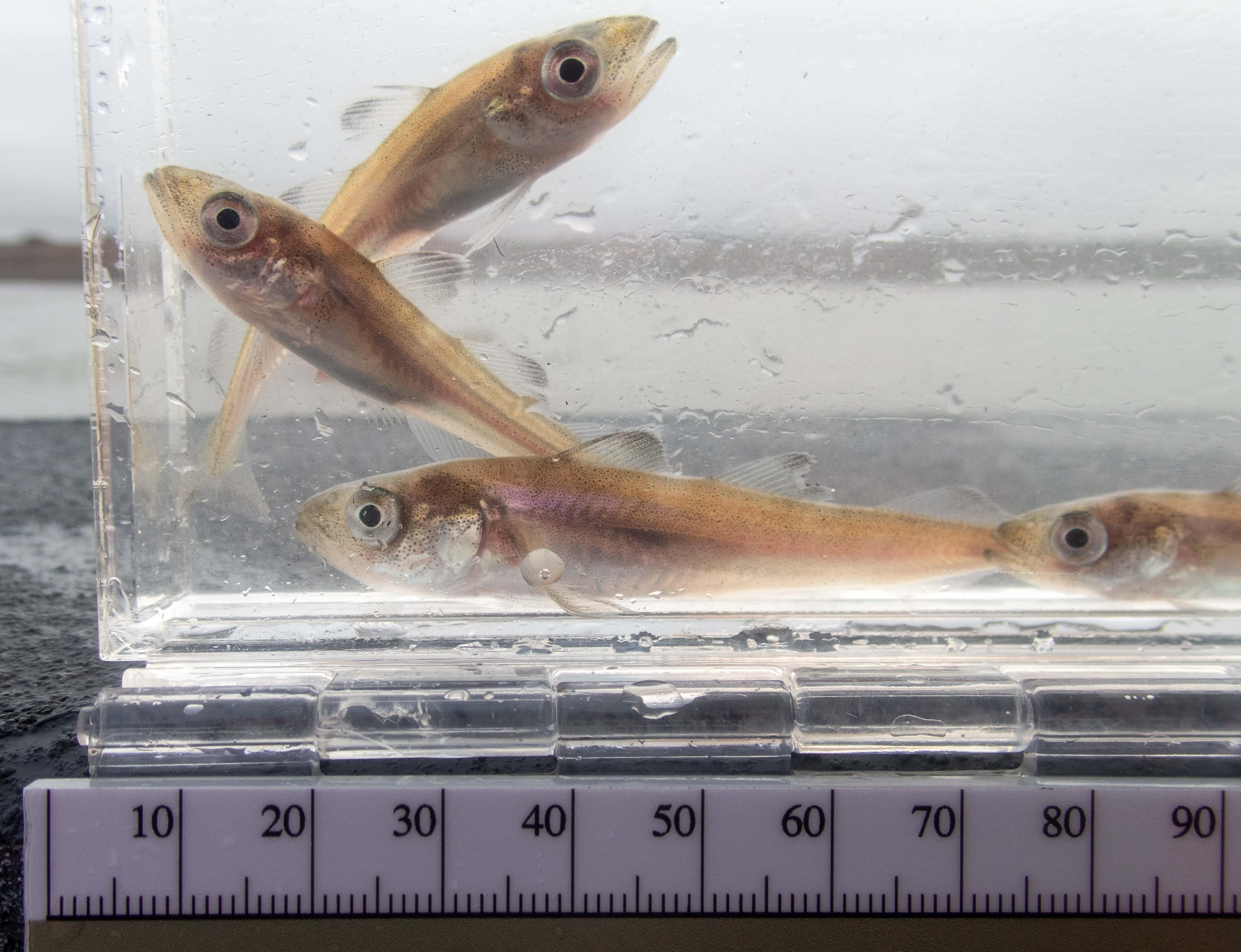 Arctic Cod, translucent fish, clear plastic container, 2K Desktop Wallpaper