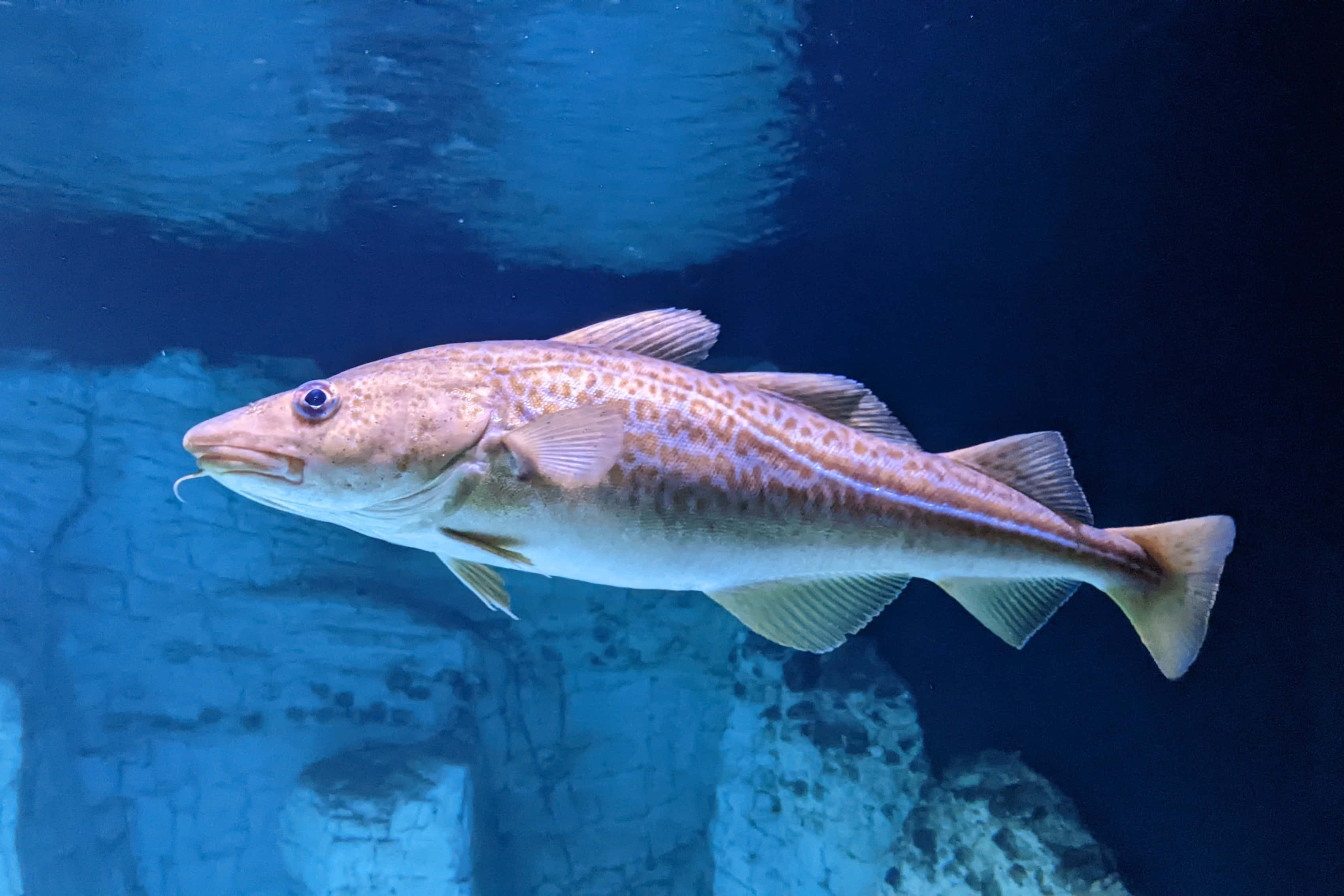 Arctic Cod, deep blue water, rocky underwater structures, 2K Desktop Wallpaper
