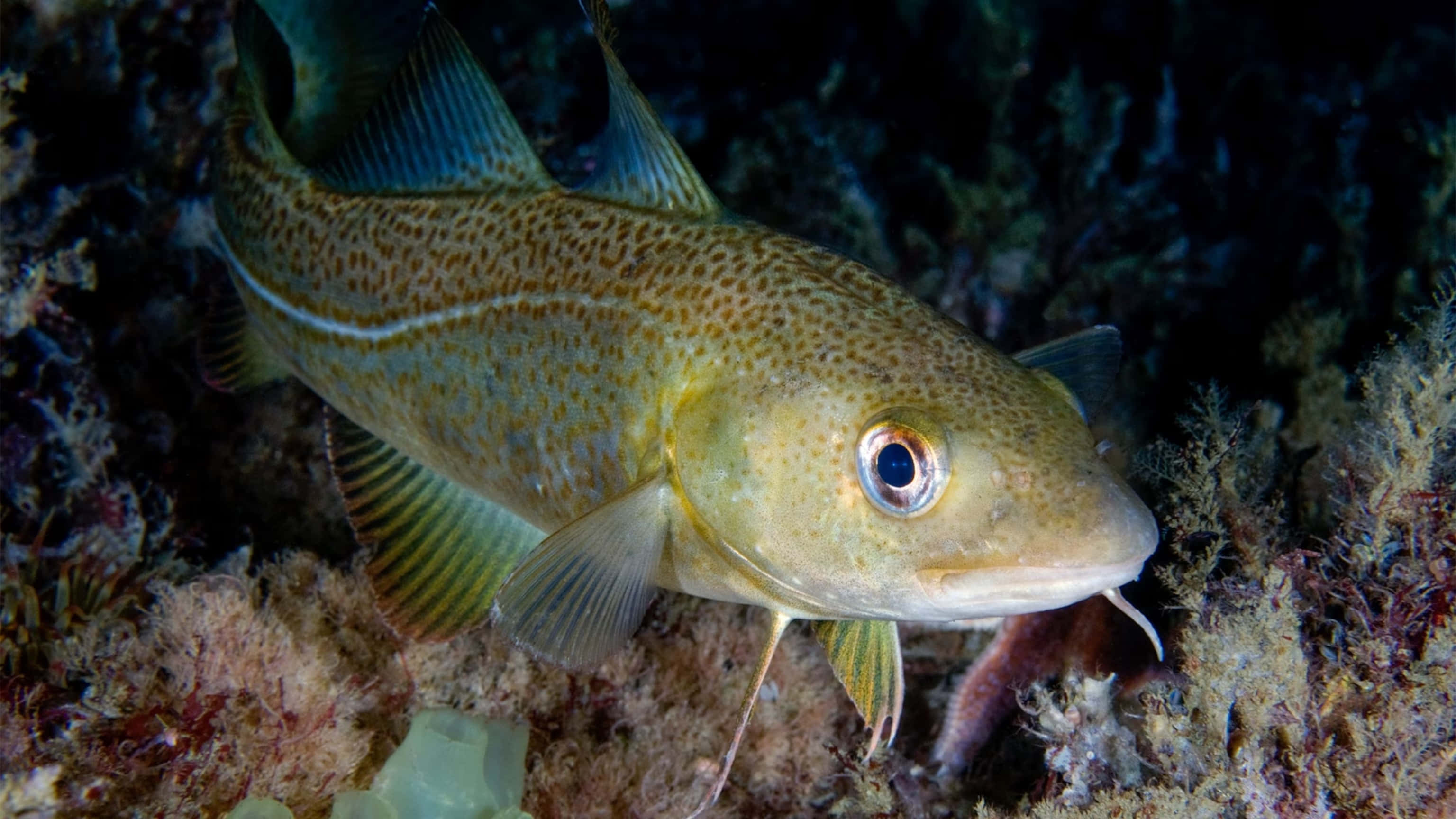 Arctic Cod, spotted yellowish skin, blue-tinted fins, 2K Desktop Wallpaper
