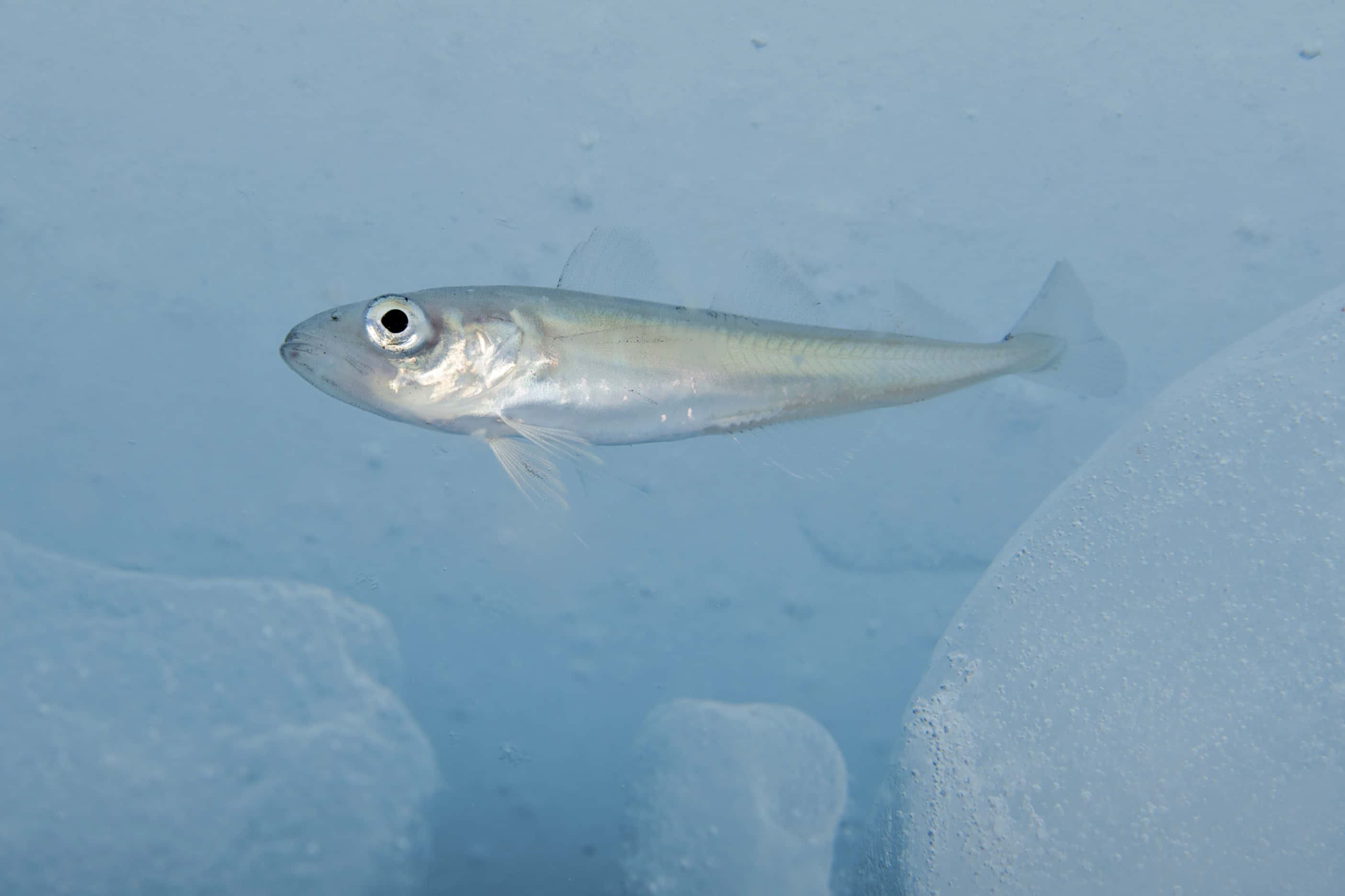 Arctic Cod, icy blue water, translucent ice formations, 2K Desktop Wallpaper