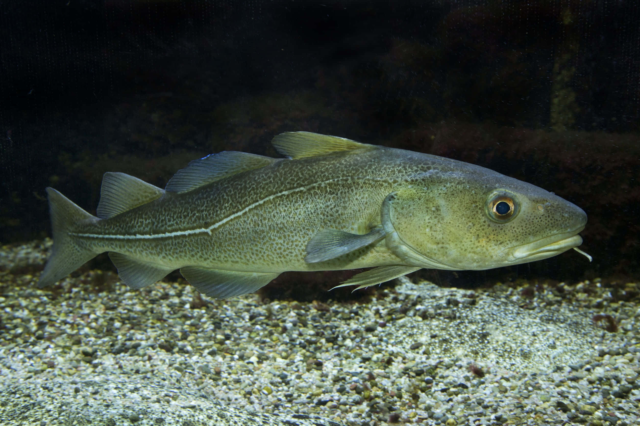 Arctic Cod, gravelly seabed, dimly lit aquarium water, Full HD Desktop Wallpaper