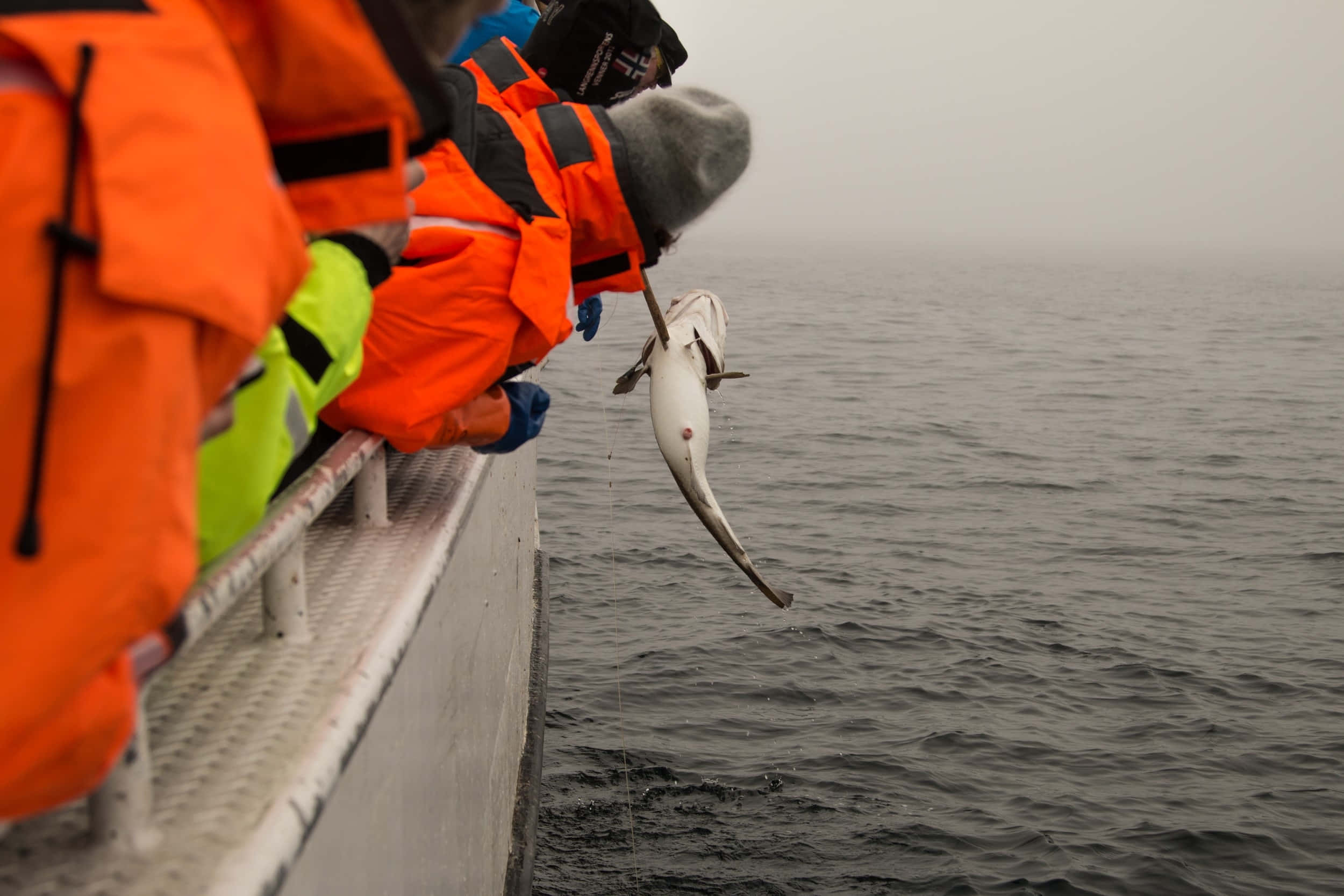 Arctic Cod, research expedition, bright orange gear, Full HD Desktop Wallpaper