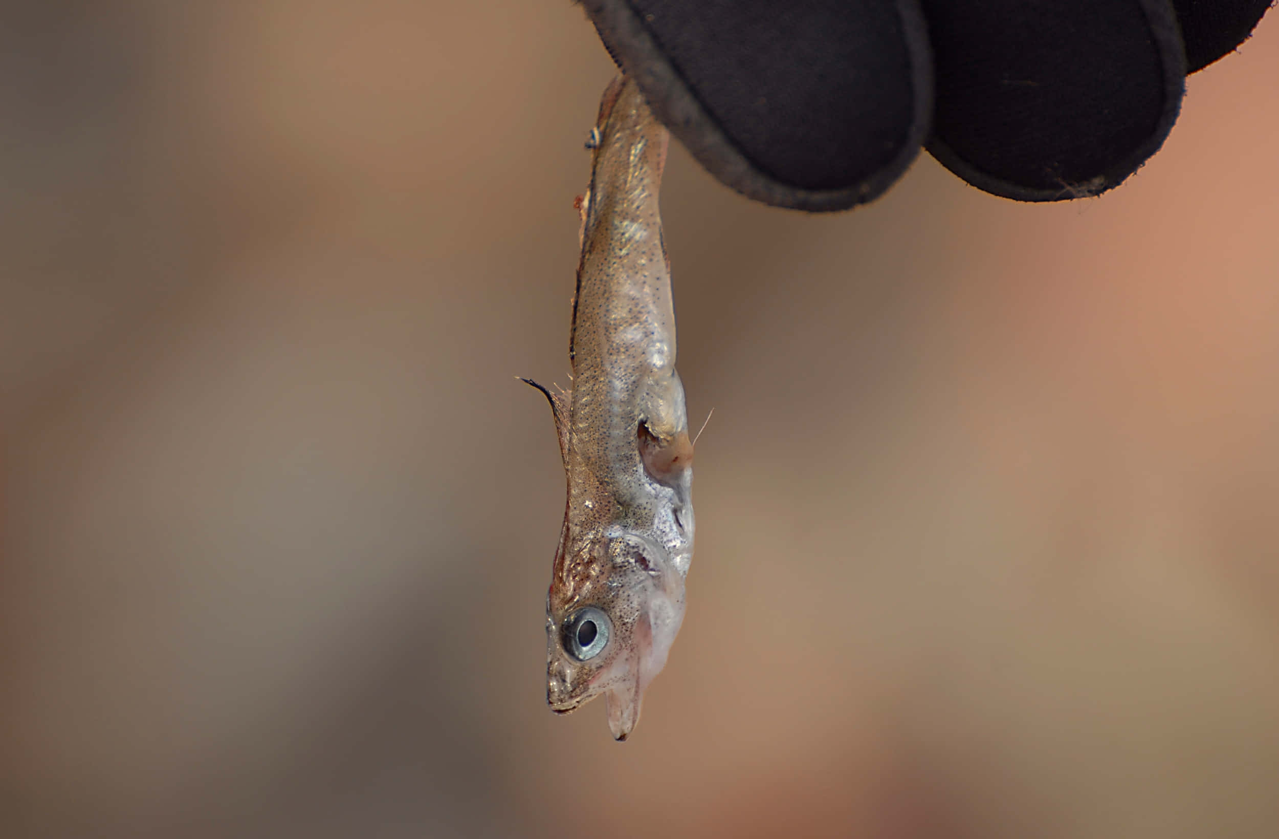 Arctic Cod, gloved hand, tiny translucent fish, Full HD Desktop Wallpaper