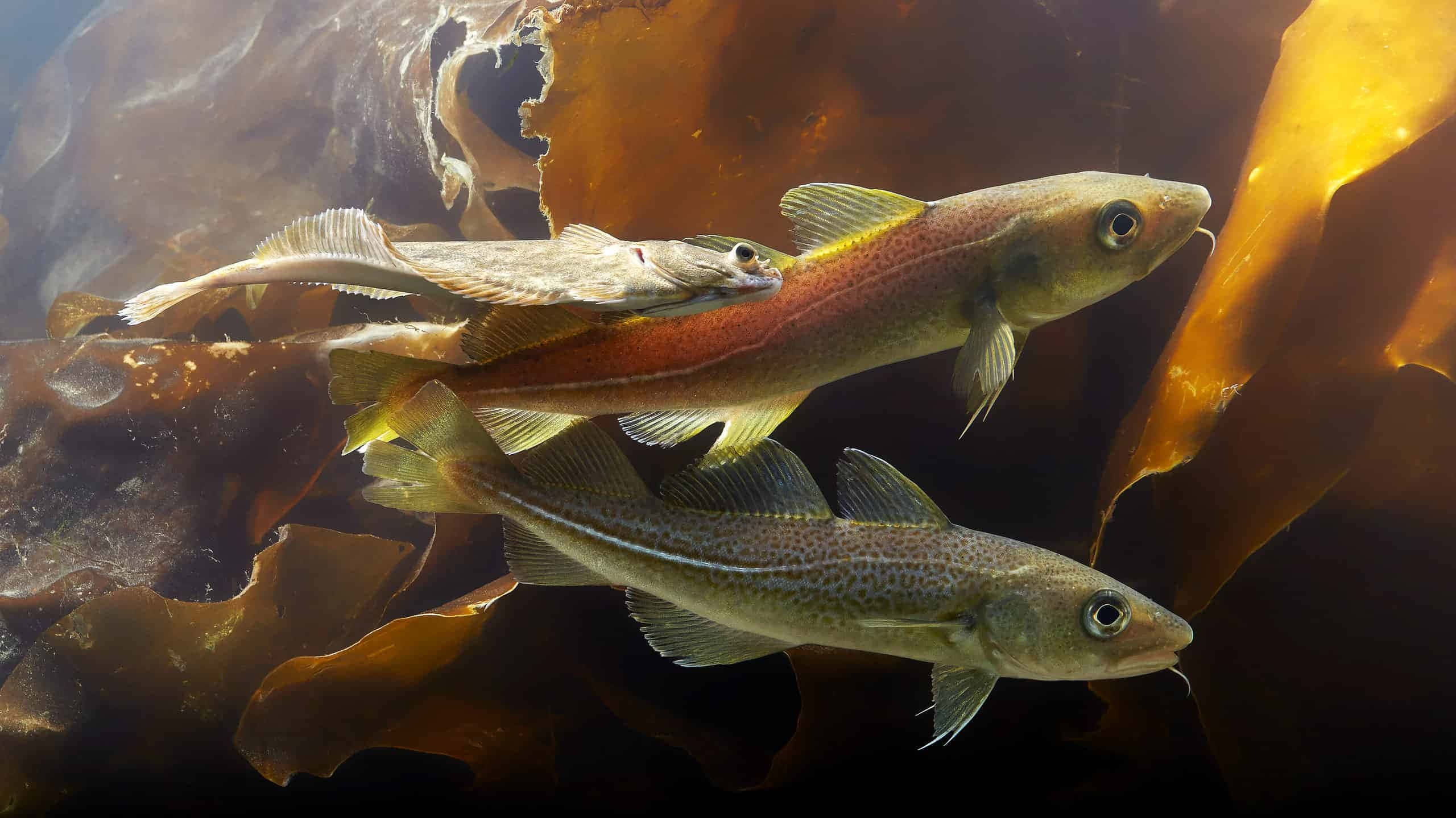Arctic Cod, kelp, warm underwater light, 2K Desktop Wallpaper