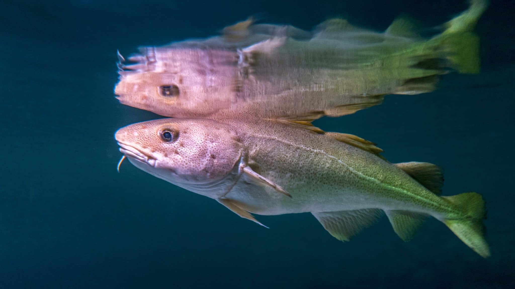 Arctic Cod, deep blue ocean water, scales, Full HD Desktop Wallpaper