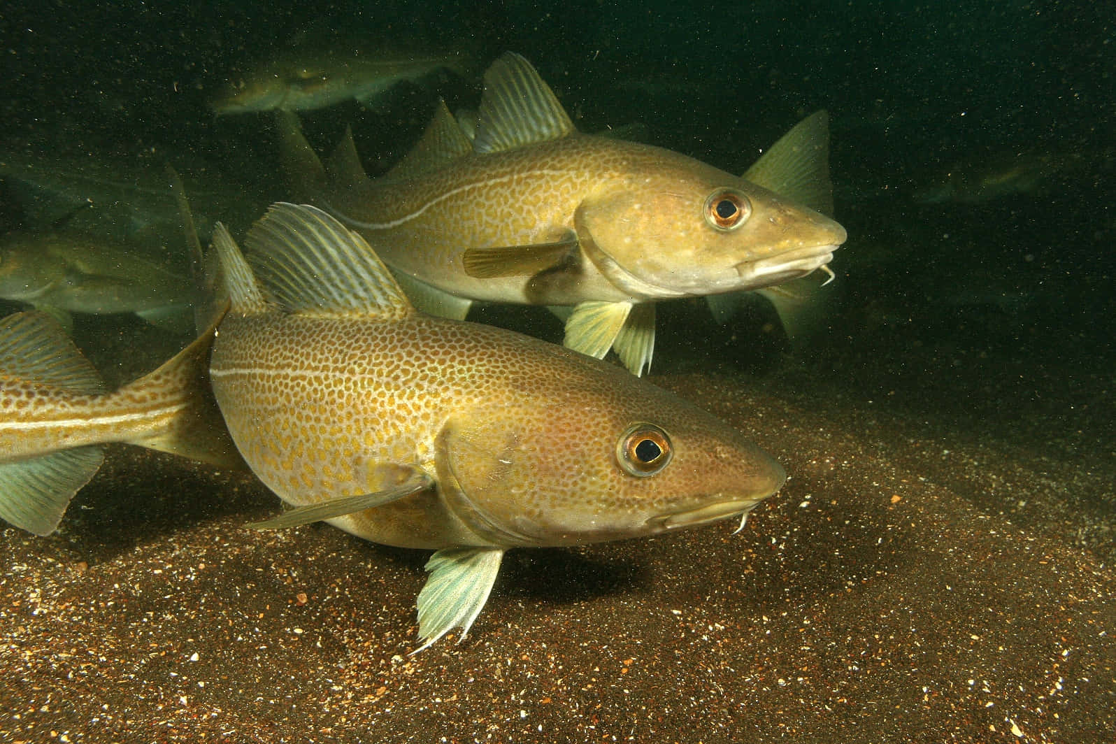 Arctic Cod, sandy ocean floor, dim underwater light, HD Desktop Wallpaper