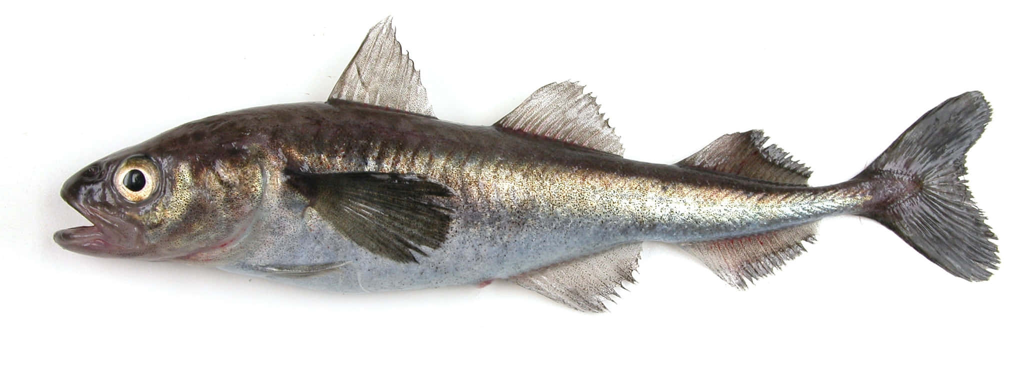 Arctic Cod, silver gray scales, open mouth, Full HD Desktop Wallpaper