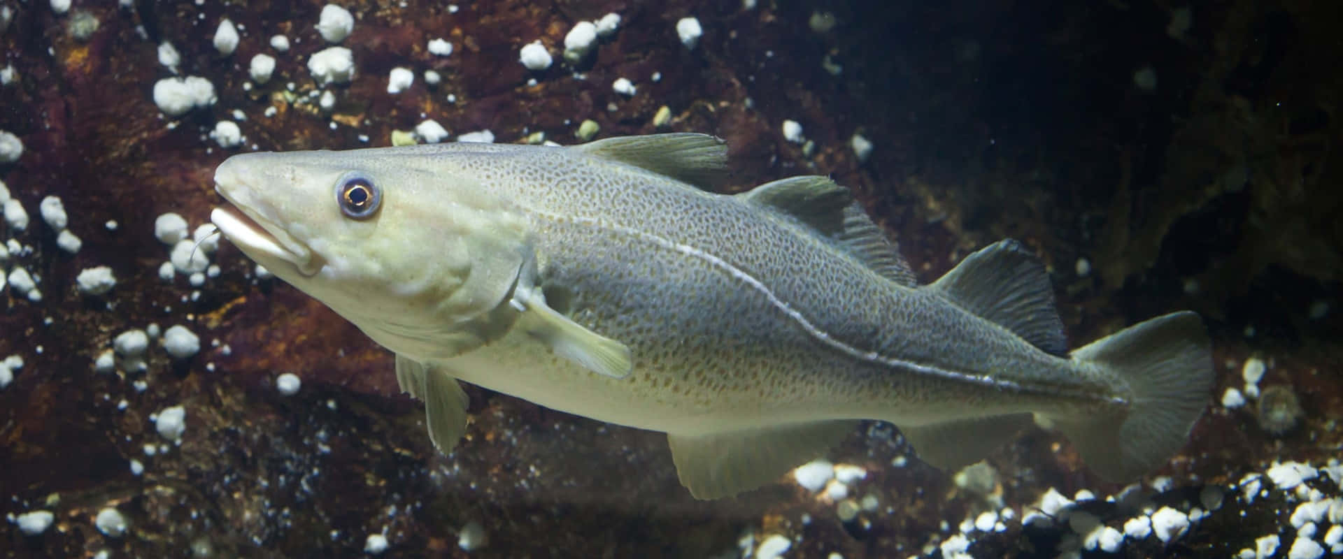 Arctic Cod, rocky seabed, white barnacles, Full HD Desktop Wallpaper