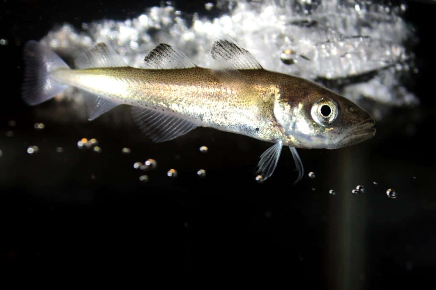 Arctic Cod, silver fish, dark water, HD Desktop Wallpaper
