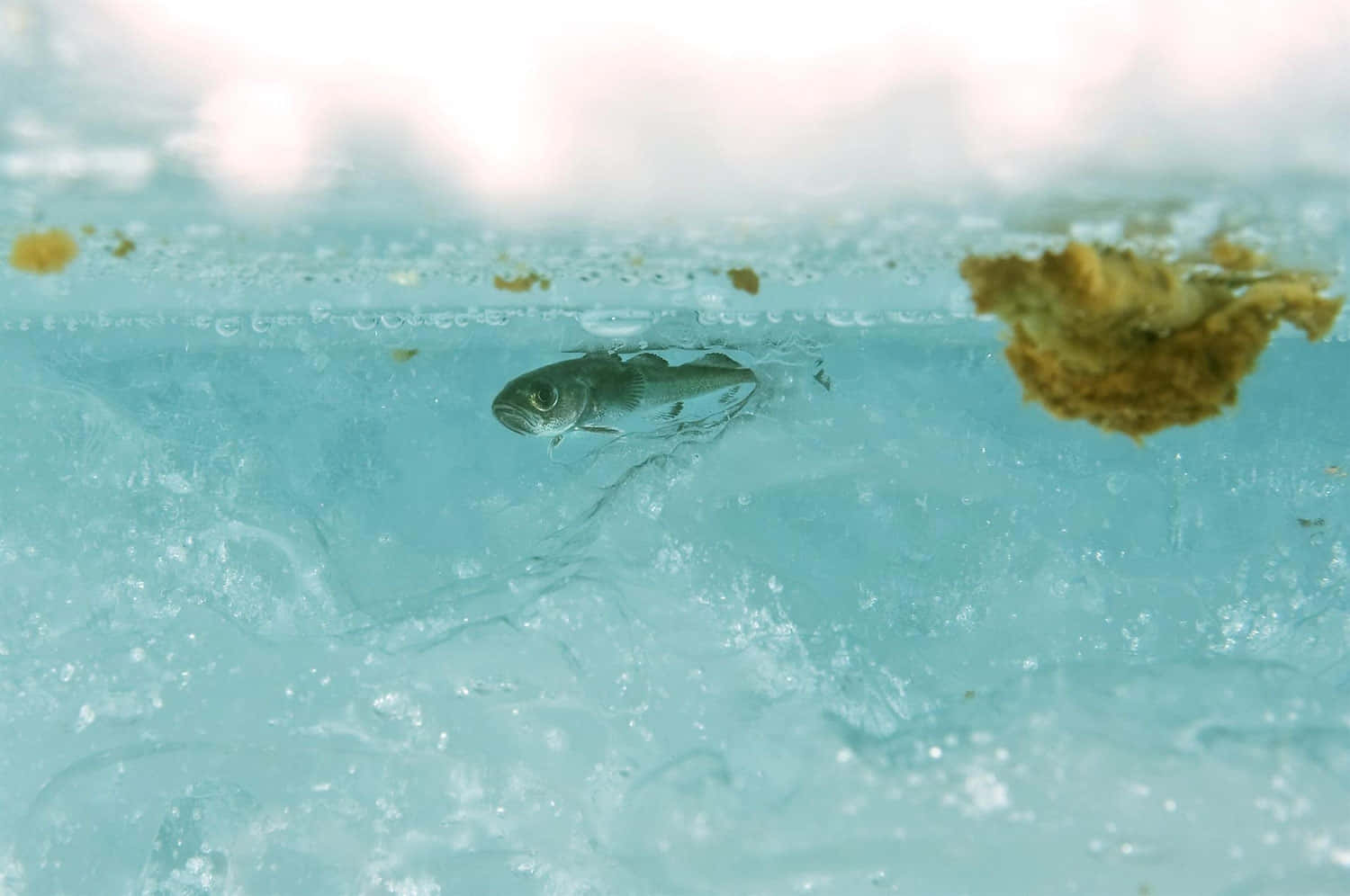 Arctic Cod, translucent blue ice, bubbles, HD Desktop Wallpaper