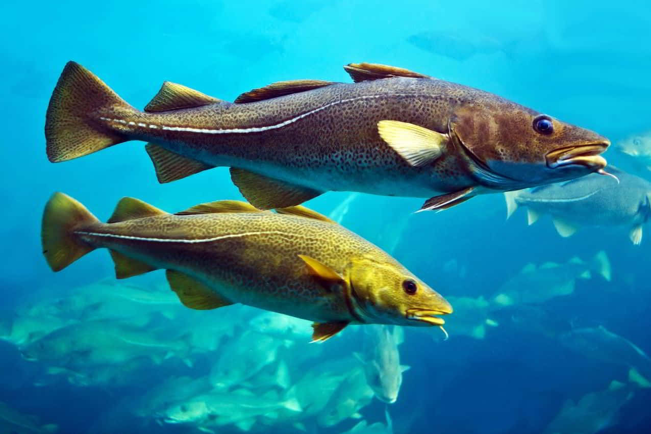 Arctic Cod, clear blue ocean water, school of fish, SD Desktop Wallpaper