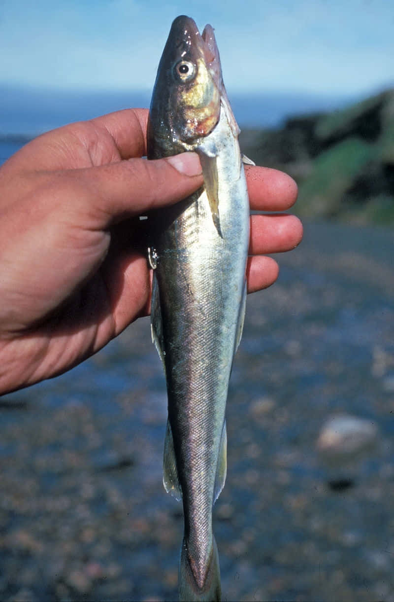Arctic Cod, silvery fish, pointed snout, SD Phone Wallpaper