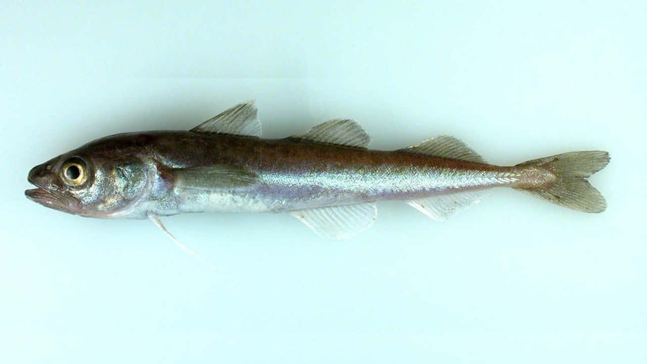 Arctic Cod, silver sides, dark back, HD Desktop Wallpaper