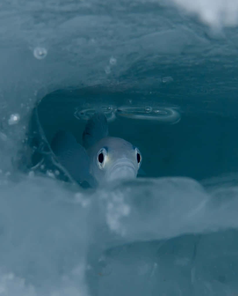 Arctic Cod, blue ice, silver fish, SD Phone Wallpaper