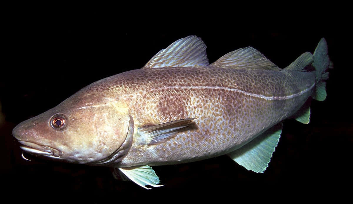 Arctic Cod, mottled brown and green scales, translucent fins, SD Desktop Wallpaper