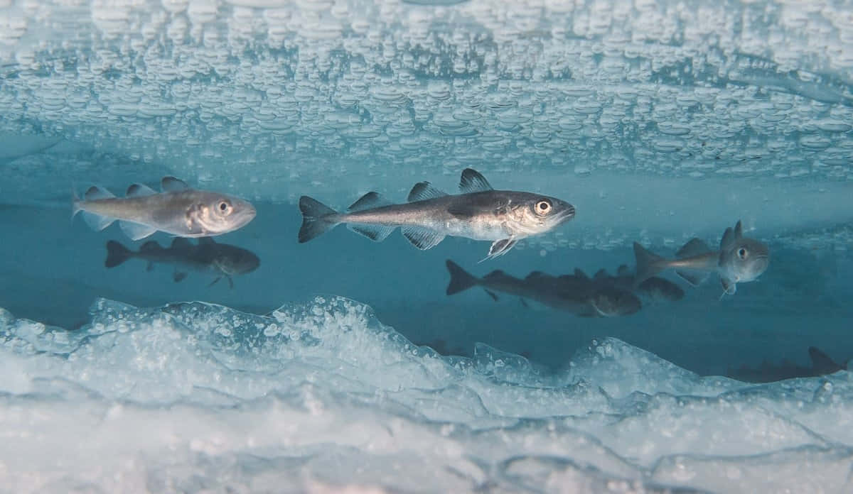 Arctic Cod, ice surface, clear blue water, SD Desktop Wallpaper