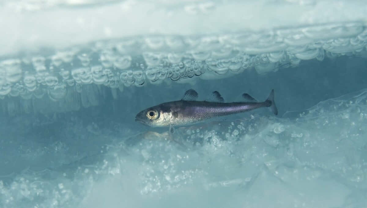 Arctic Cod, ice, bubbles, SD Desktop Wallpaper