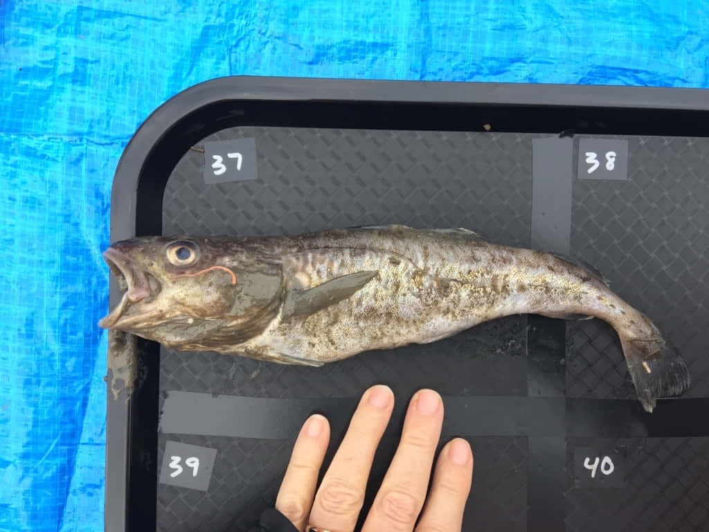 Arctic Cod, black measuring tray, numbers, SD Desktop Wallpaper