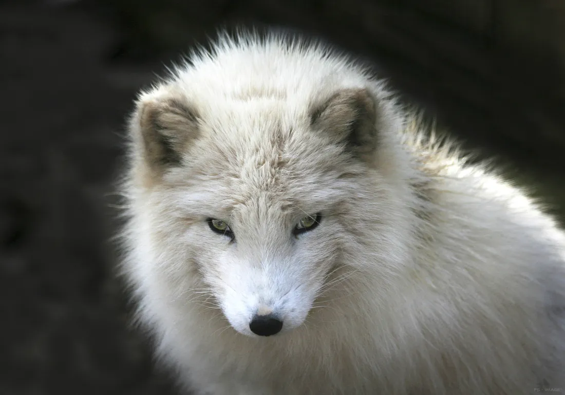 Arctic fox Wallpapers