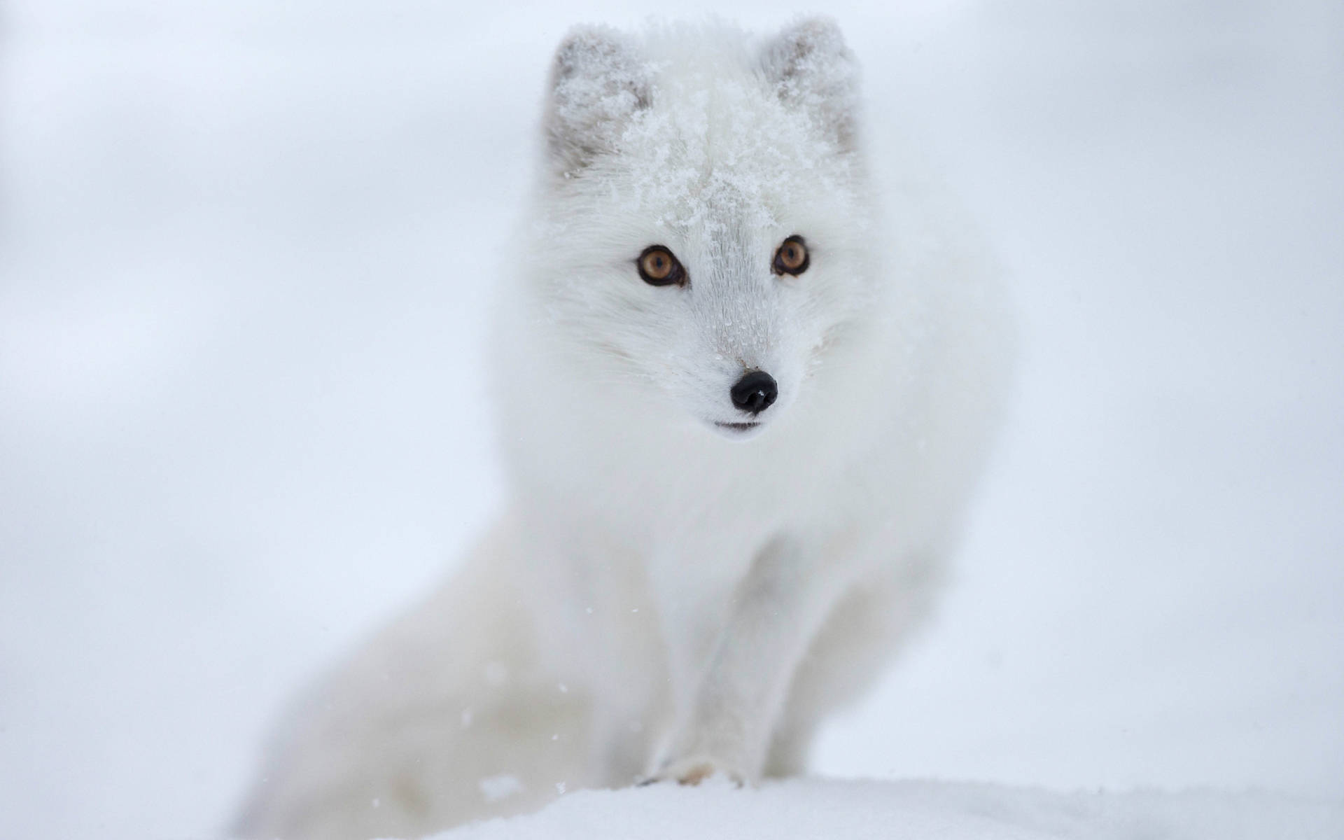 Arctic fox, pristine white, amber eyes, Full HD Desktop Wallpaper