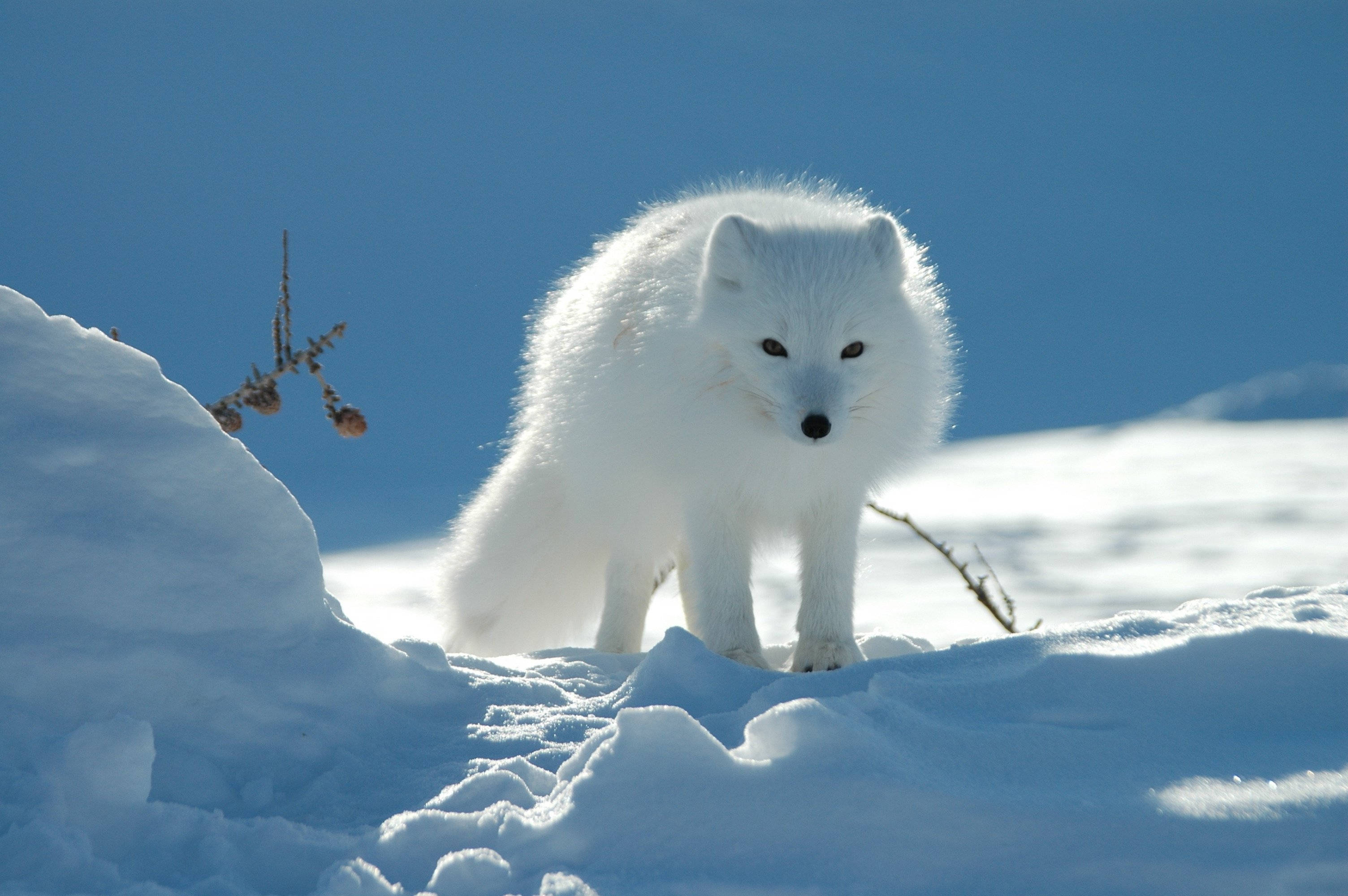 pure white arctic fox, fluffy white arctic fox, bright snow, 2K Desktop Wallpaper