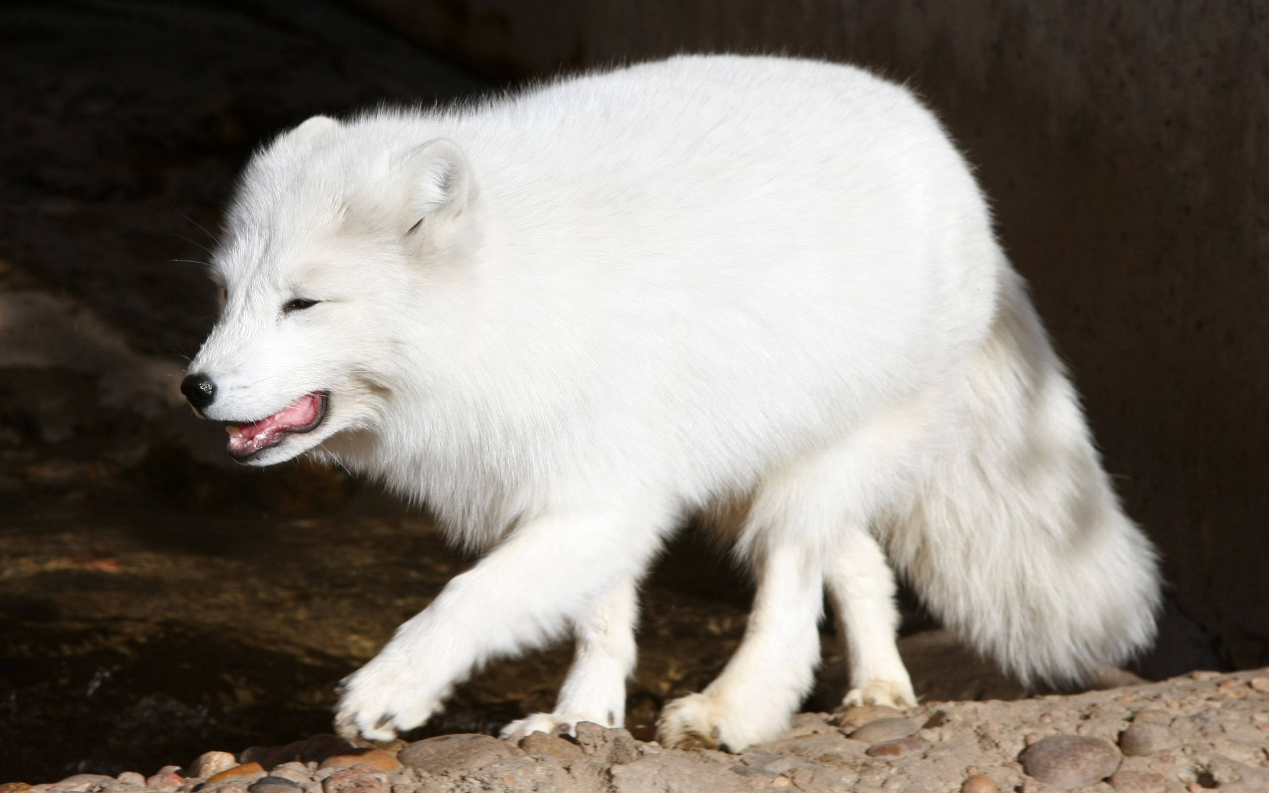 Arctic fox, fluffy white, rocky ground, 2K Desktop Wallpaper