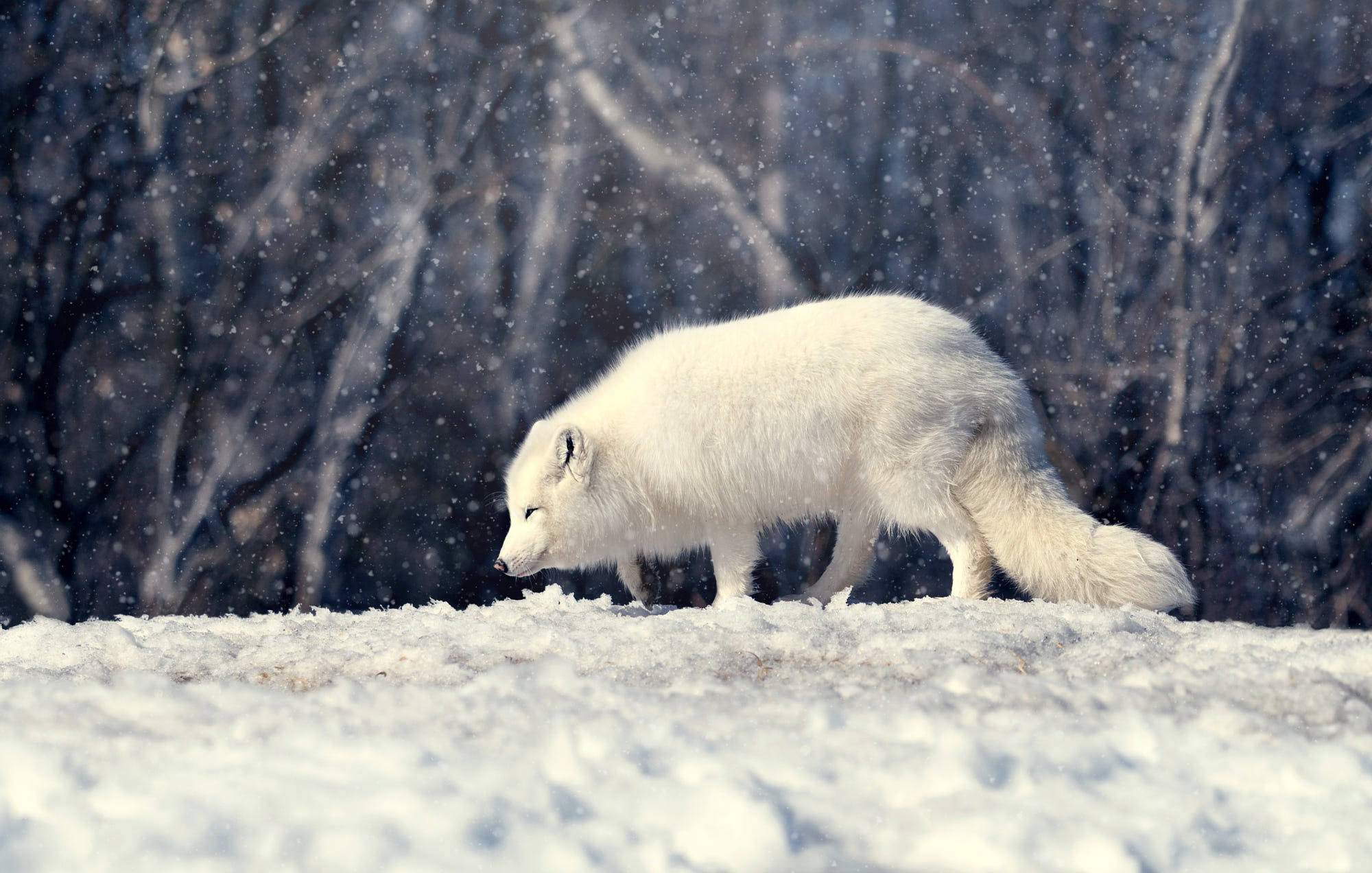 arctic fox, snowy field, falling snow, Full HD Desktop Wallpaper