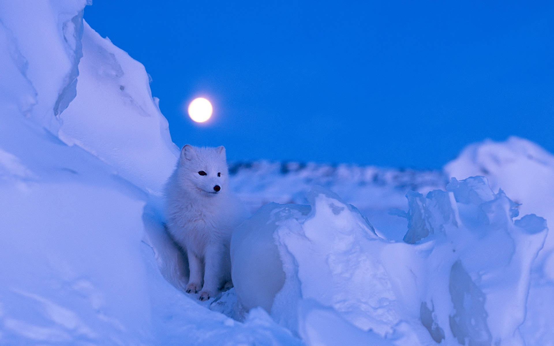 Arctic fox, full moon, cool blue light, Full HD Desktop Wallpaper