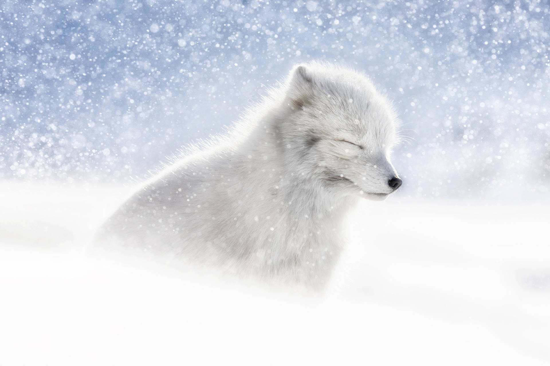 Arctic fox, snowy landscape, snowflakes, Full HD Desktop Wallpaper