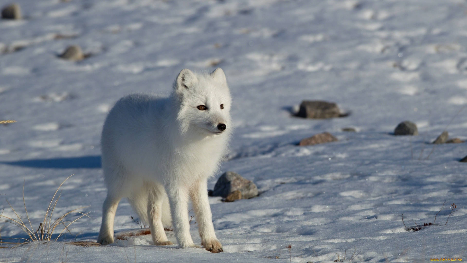 snow arctic fox, white arctic fox, sunlit snowy field, Full HD Desktop Wallpaper