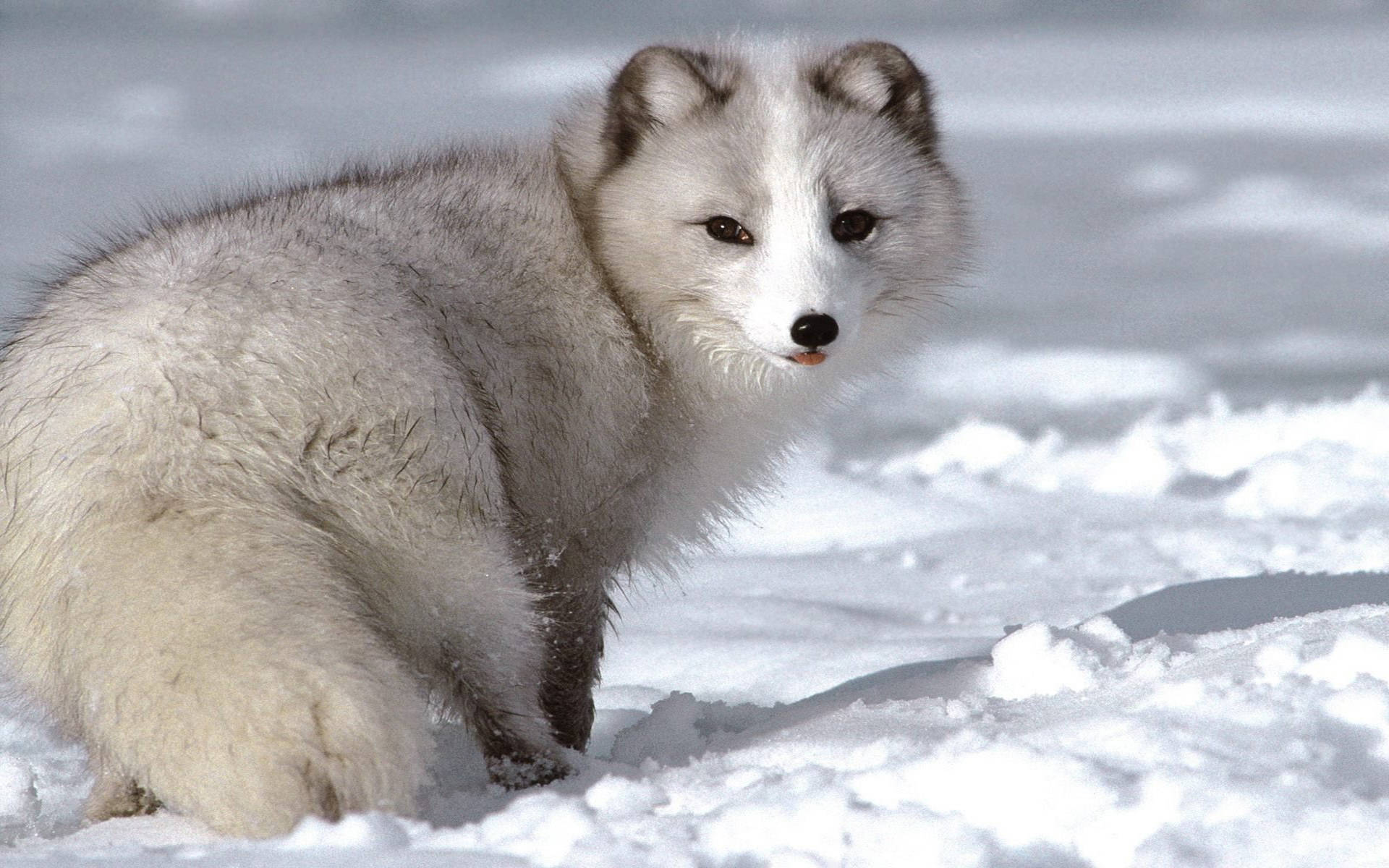 Arctic fox, fluffy white, dark ears, Full HD Desktop Wallpaper