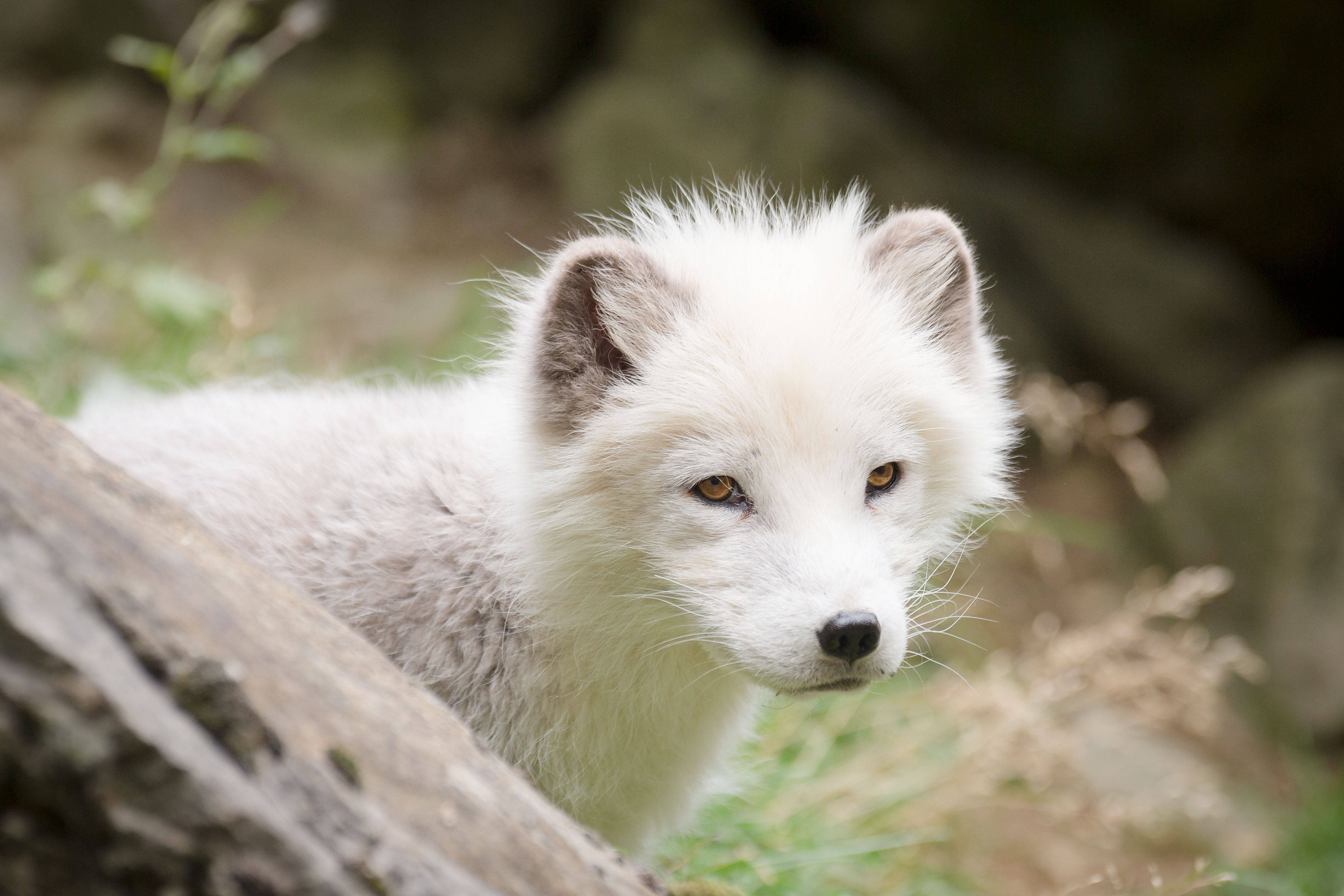 Arctic fox, fluffy white, amber eyes, 2K Desktop Wallpaper
