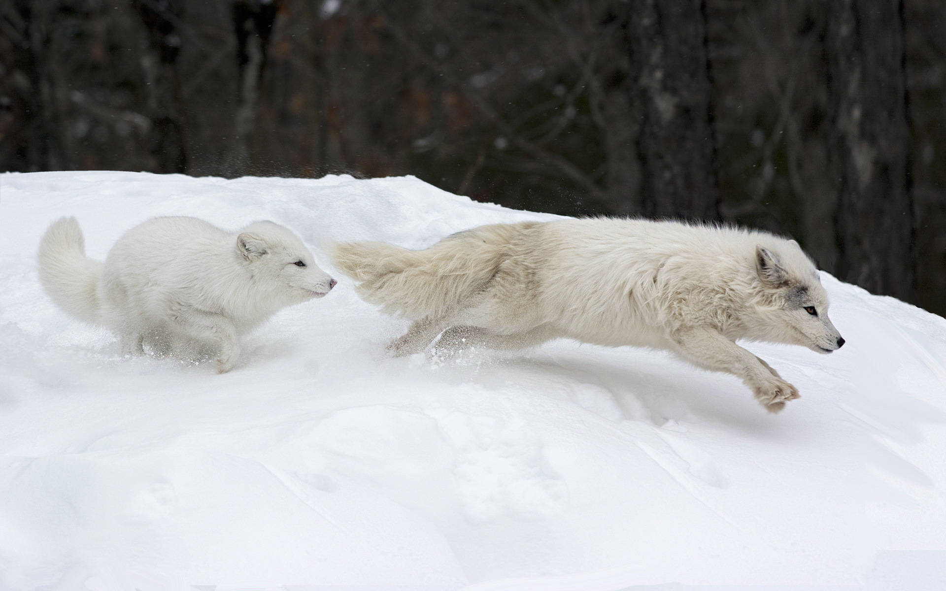 Arctic fox, white arctic foxes, snowy hillside, Full HD Desktop Wallpaper
