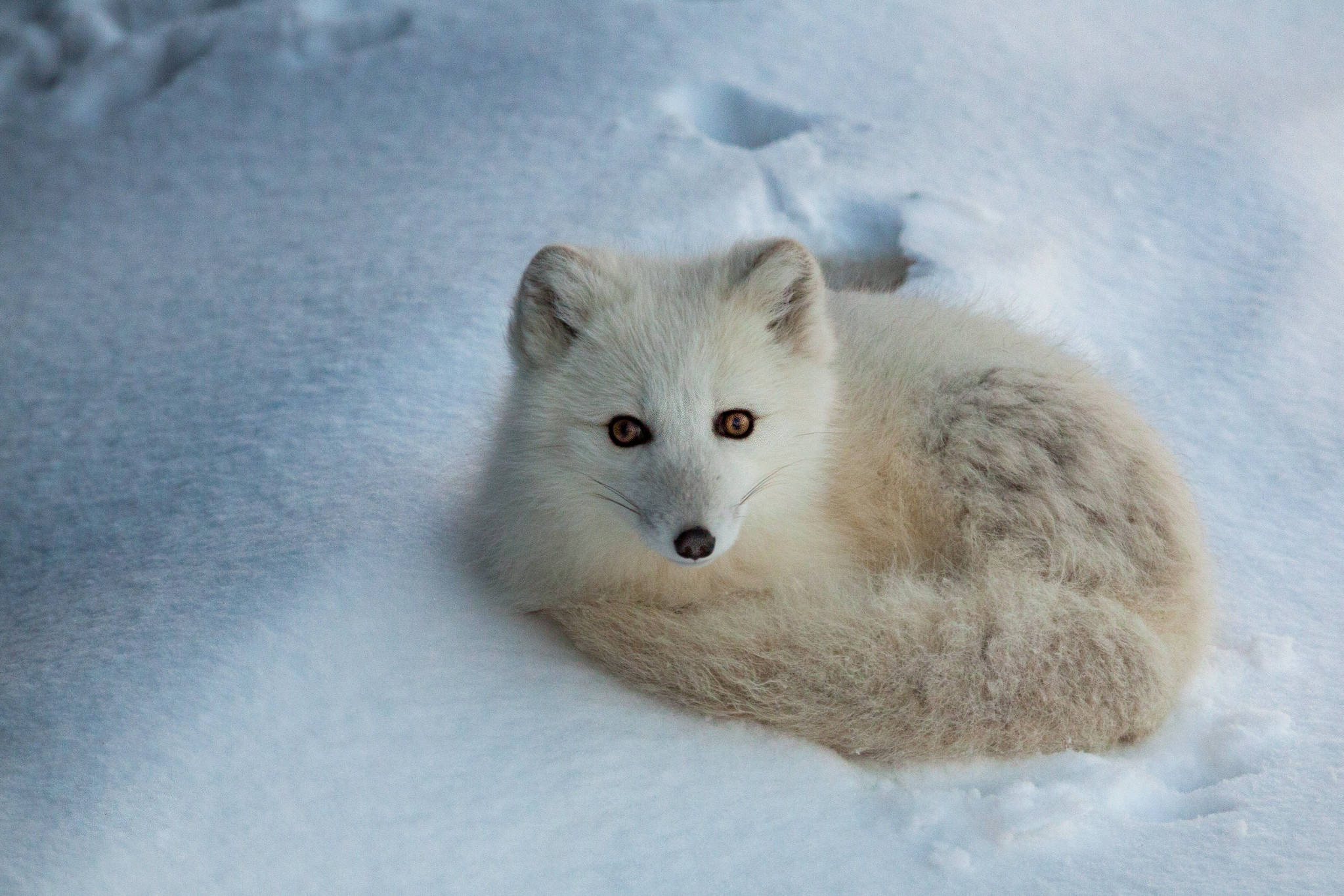 arctic fox, fluffy white, deep snow, Full HD Desktop Wallpaper