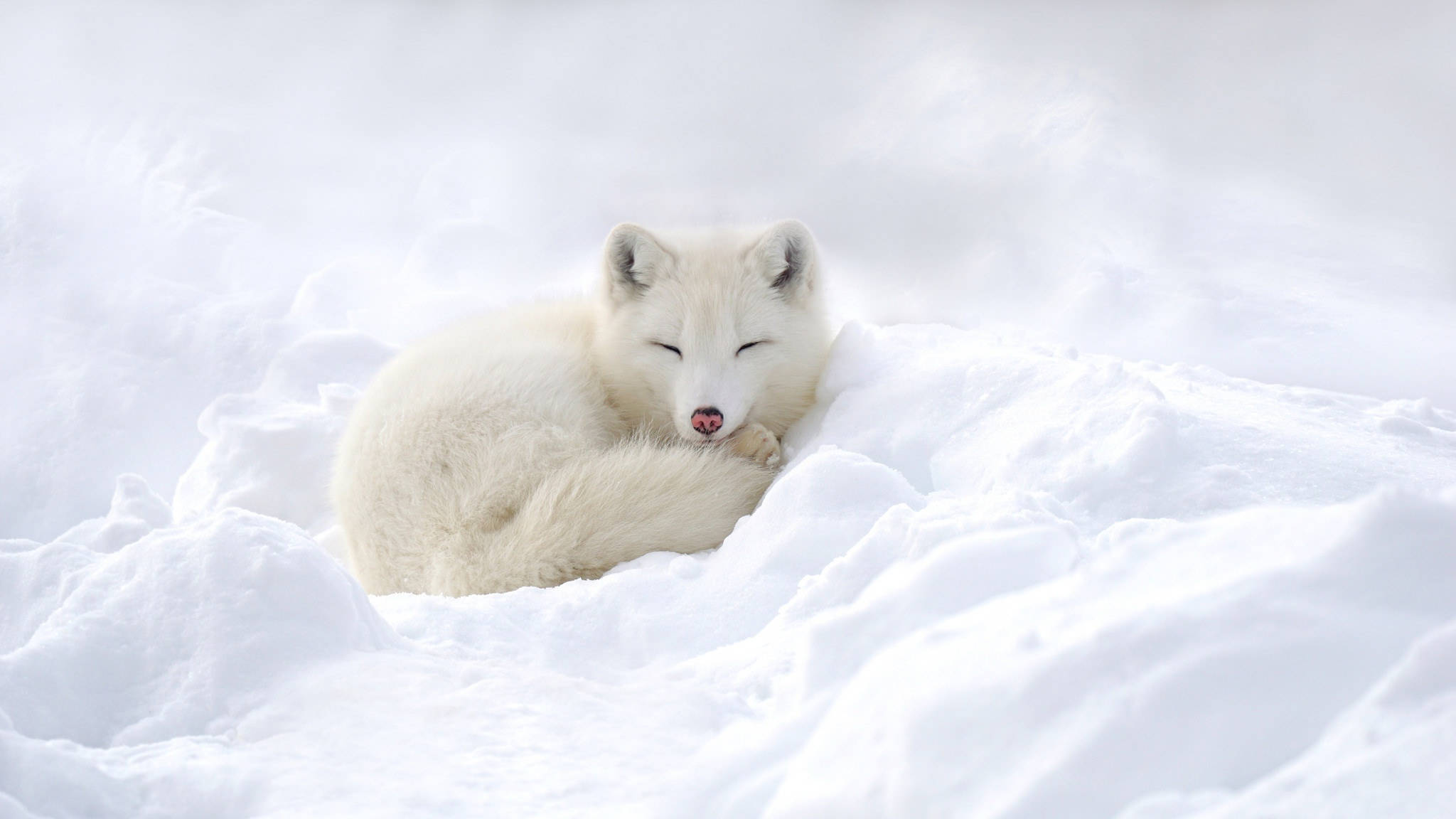 sleeping white arctic fox, white arctic fox, fluffy snow, Full HD Desktop Wallpaper