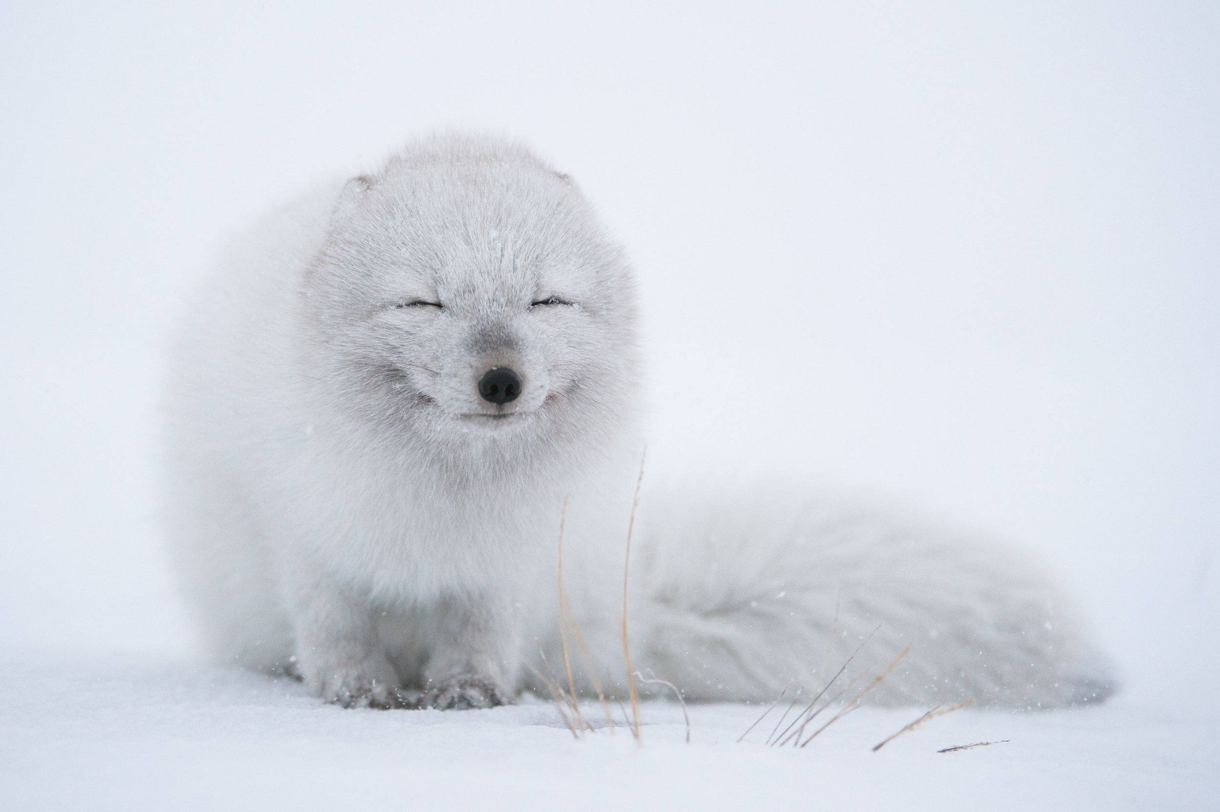 Arctic fox, fluffy white, snowy landscape, Full HD Desktop Wallpaper