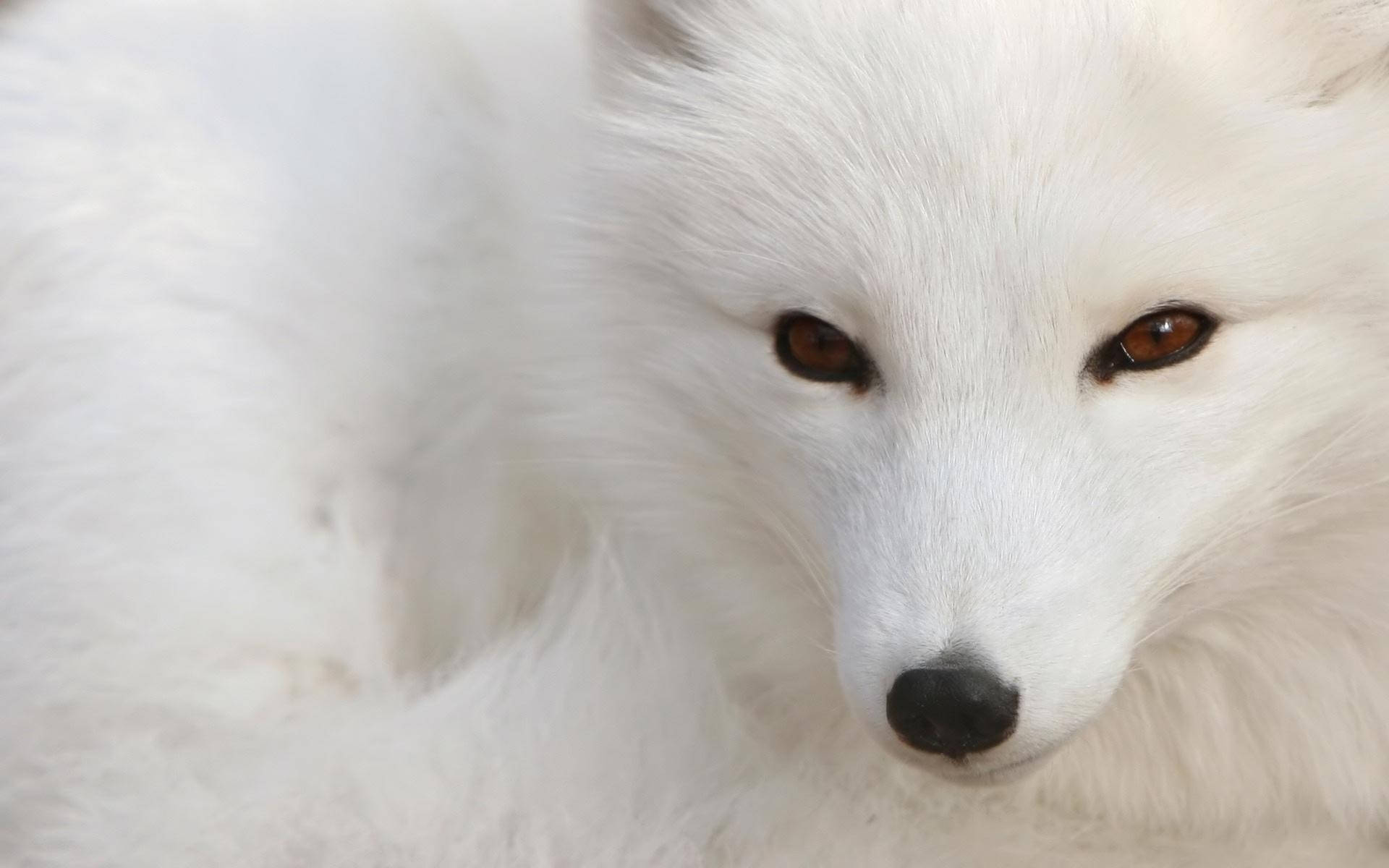 white arctic fox, fluffy, piercing amber eyes, Full HD Desktop Wallpaper