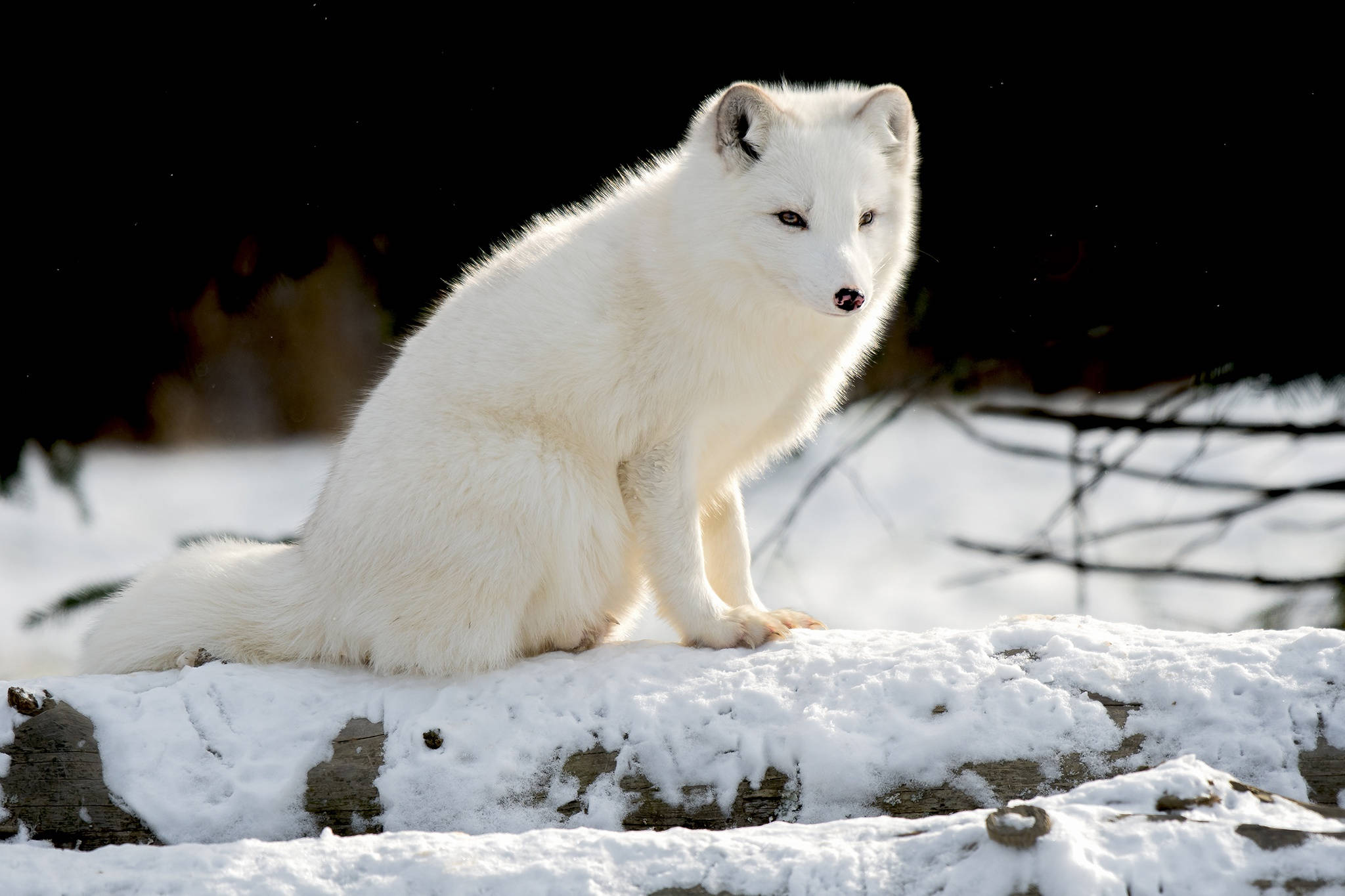 Arctic fox, white, snow-covered log, Full HD Desktop Wallpaper